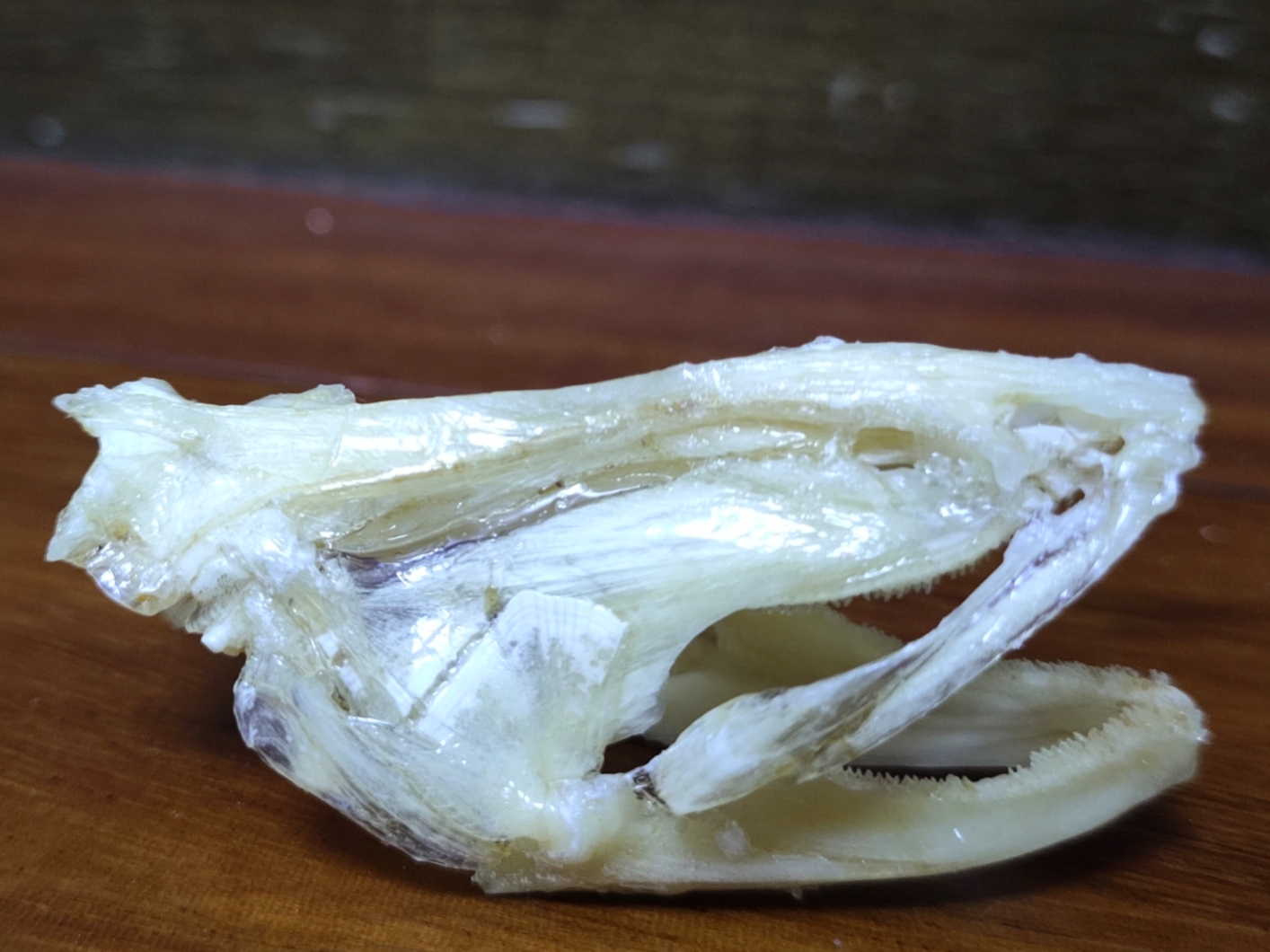 黄鳝头骨