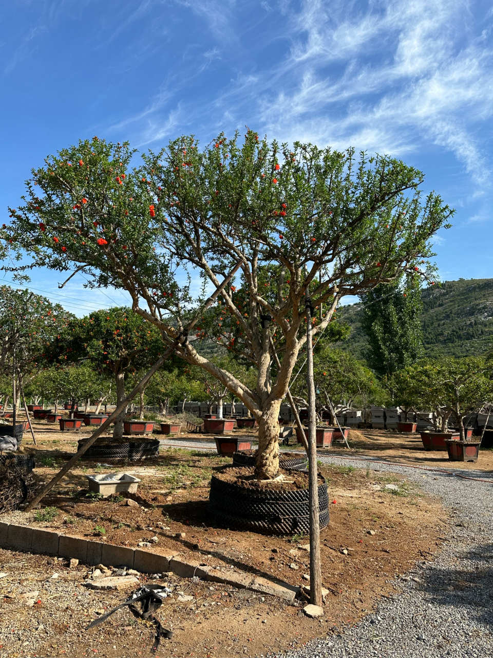 庭院中的精品造型石榴景观树#石榴树# #优质作者榜# #农潮合伙人