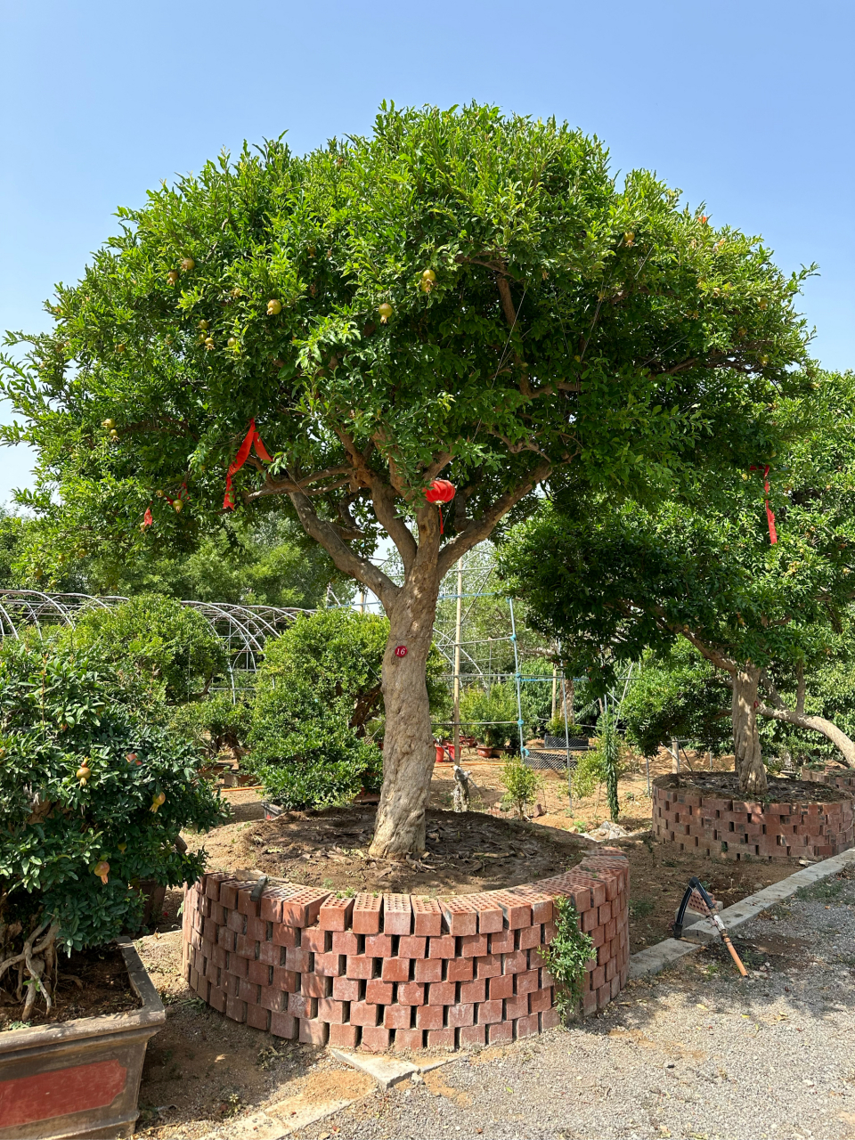 精品大红袍石榴景观树,庭院中吉祥树#优质作者榜# #石榴树# #每天认识