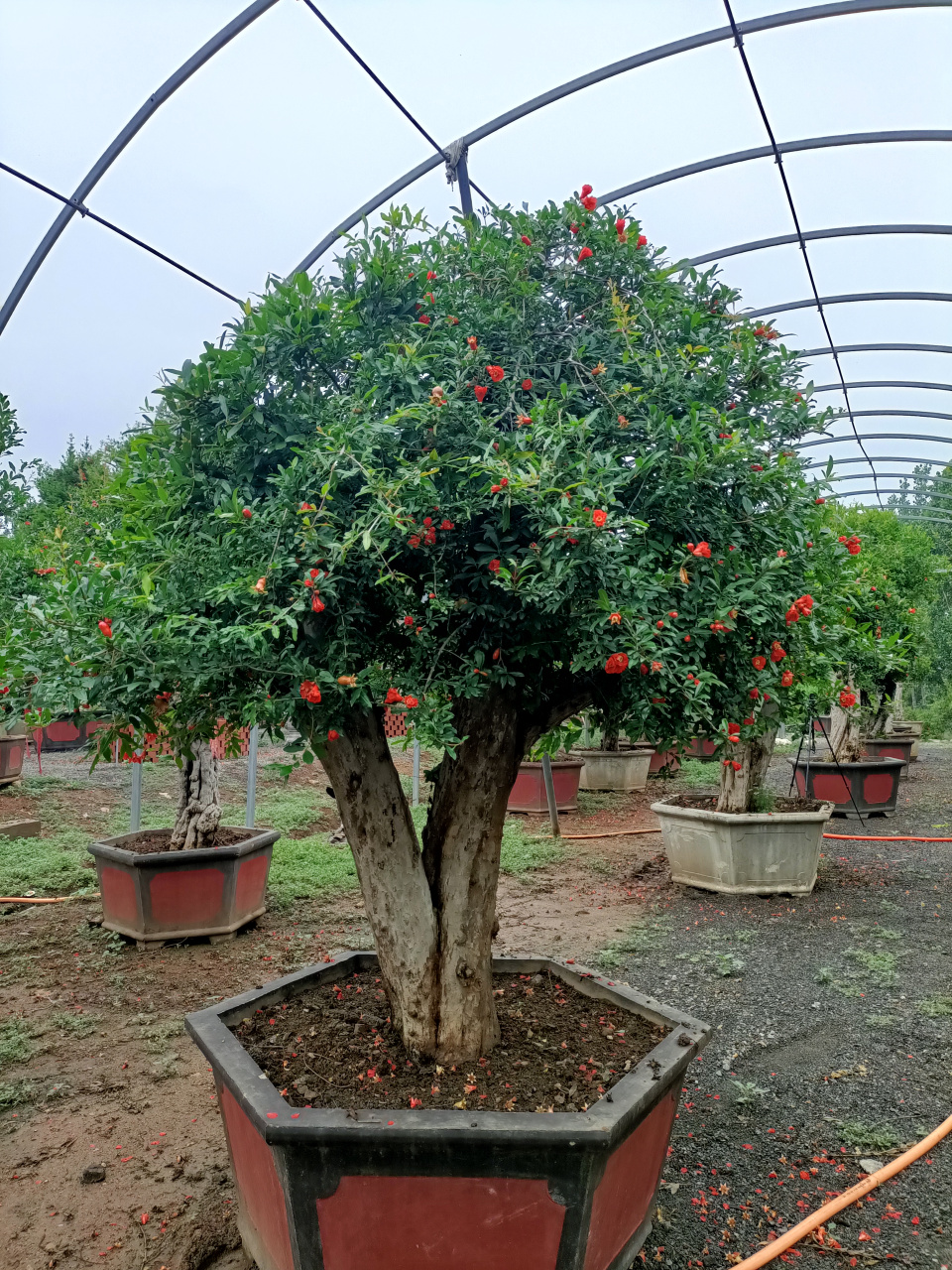 蘑菇头石榴景观大盆景,有年轻力壮#石榴树