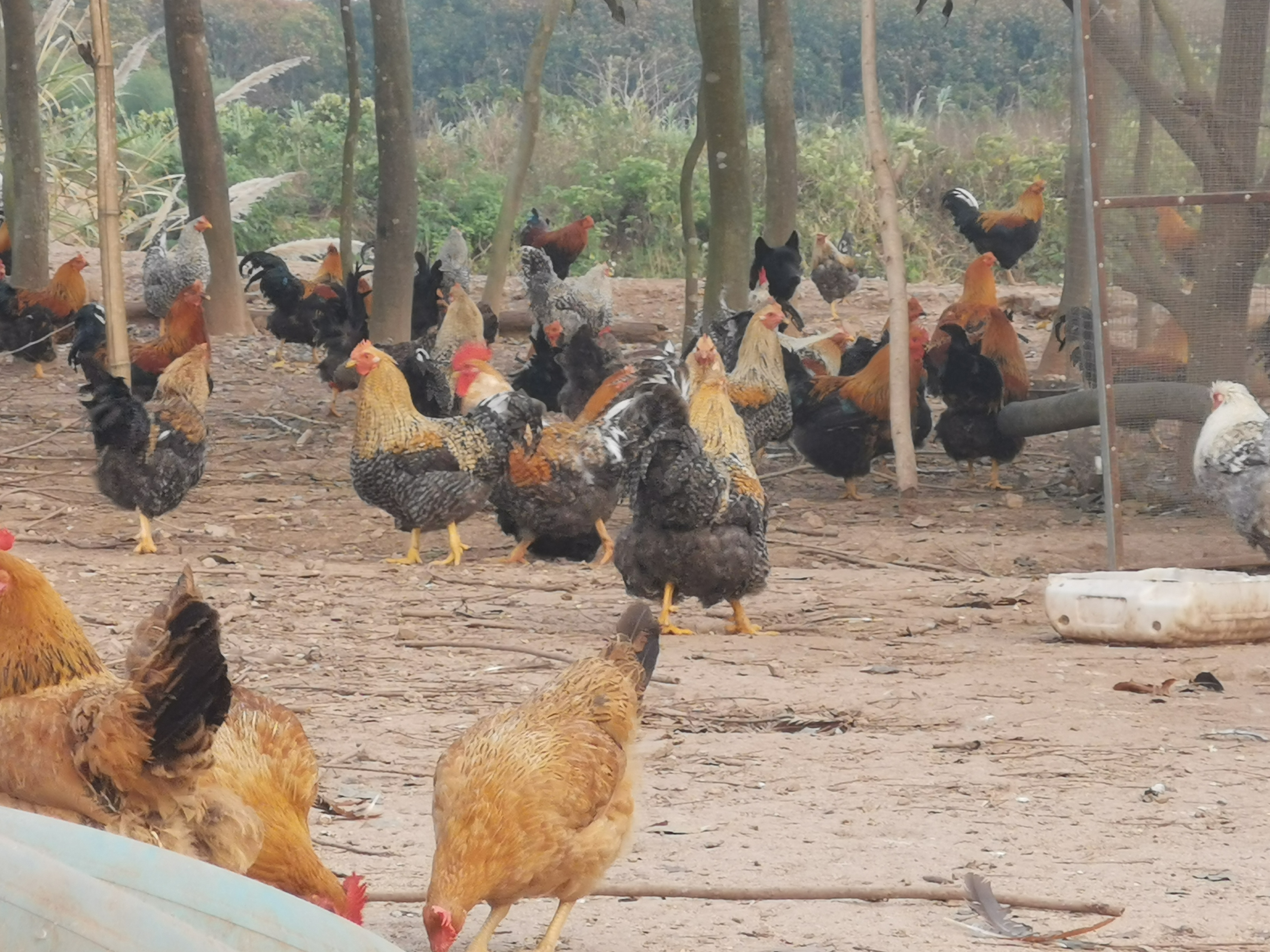 在晨曦的映照下,这群鸡儿们自由地在农场漫步