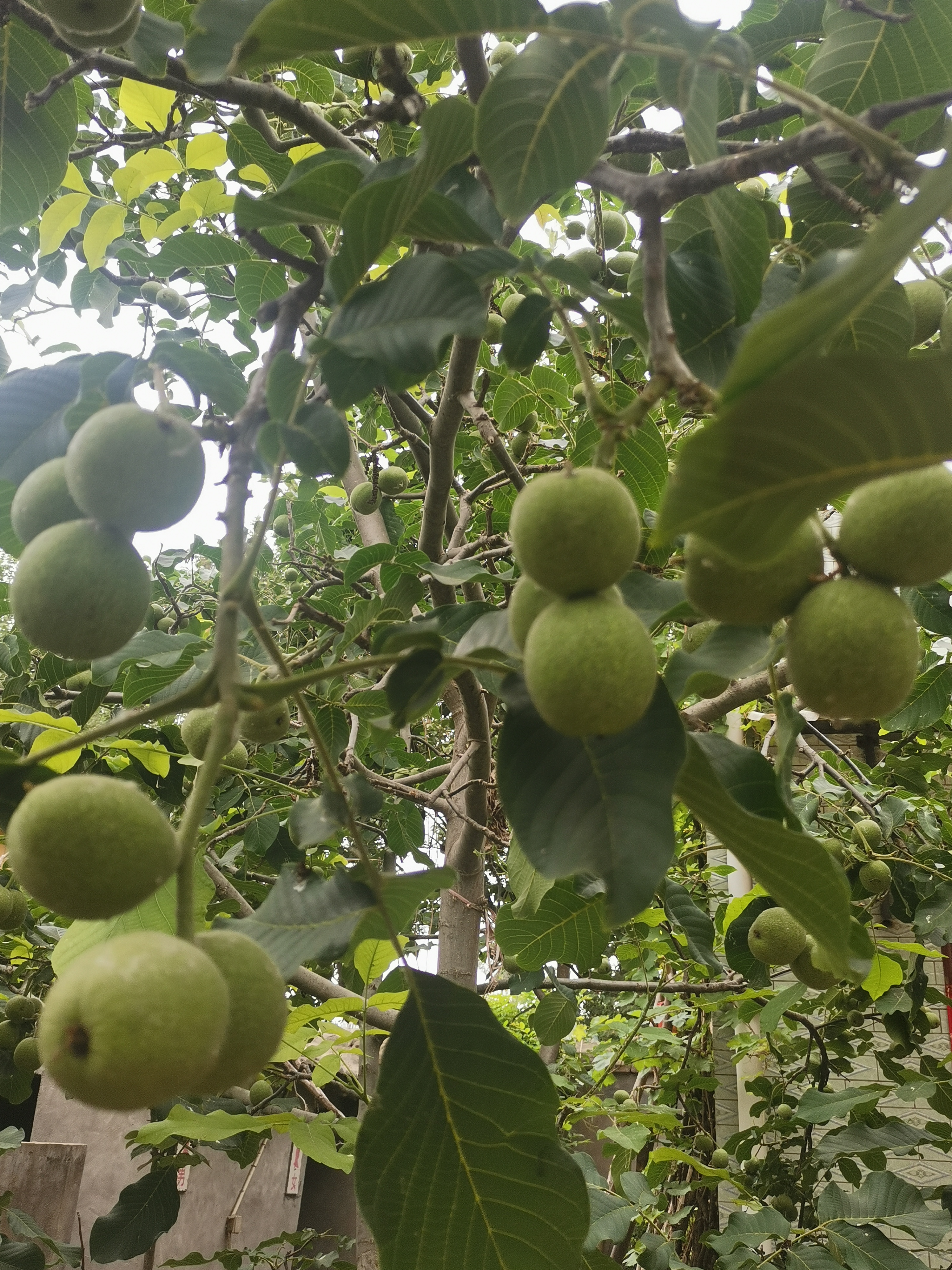 家里的核桃树,硕果累累,核桃树已经这么给力