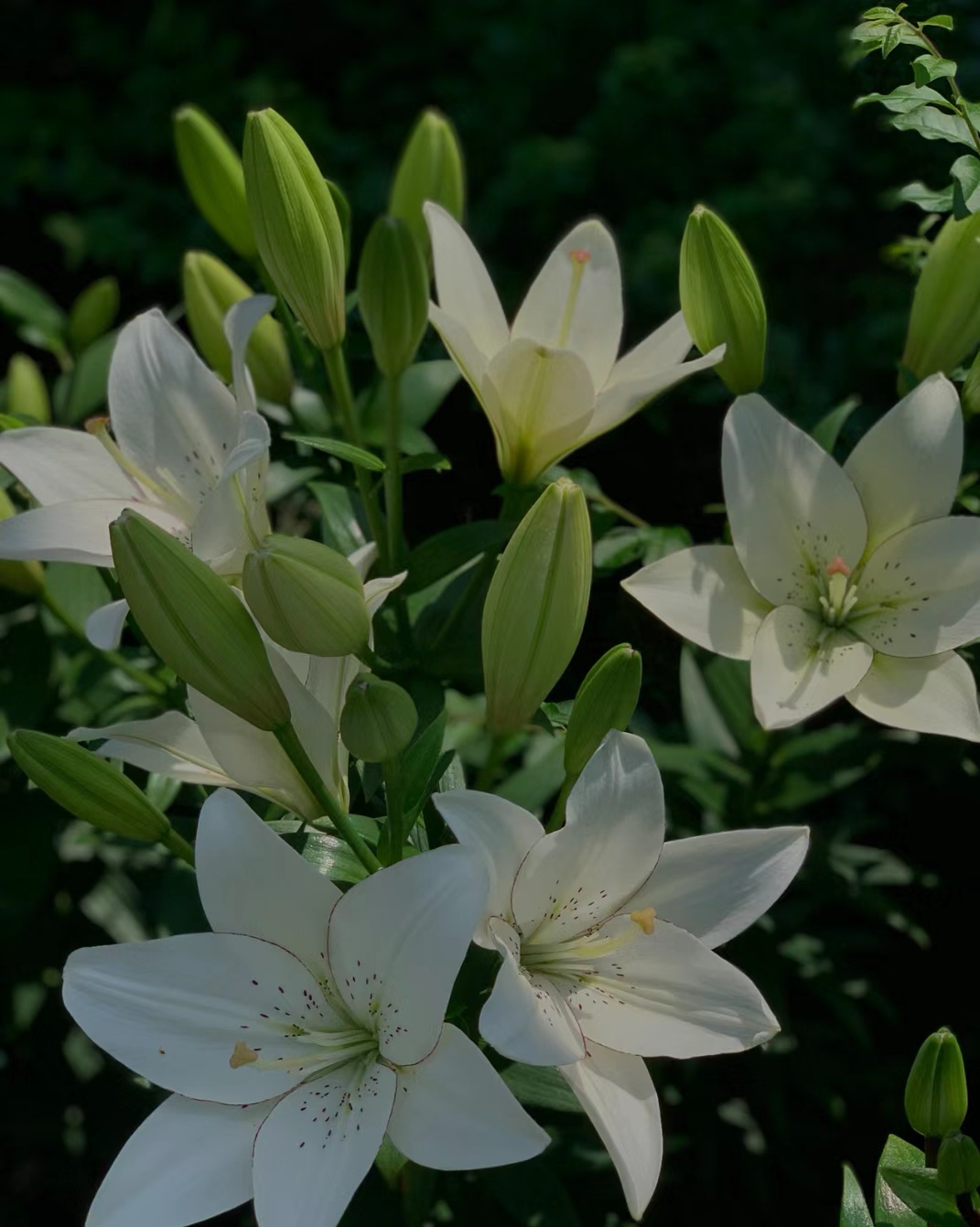 各种百合花图片图片