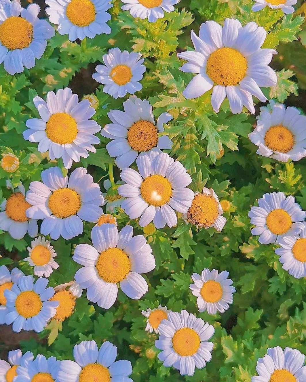 花朵:野菊花的花朵呈现为小而丰满的黄色花瓣,中心部分是黄色的花盘.