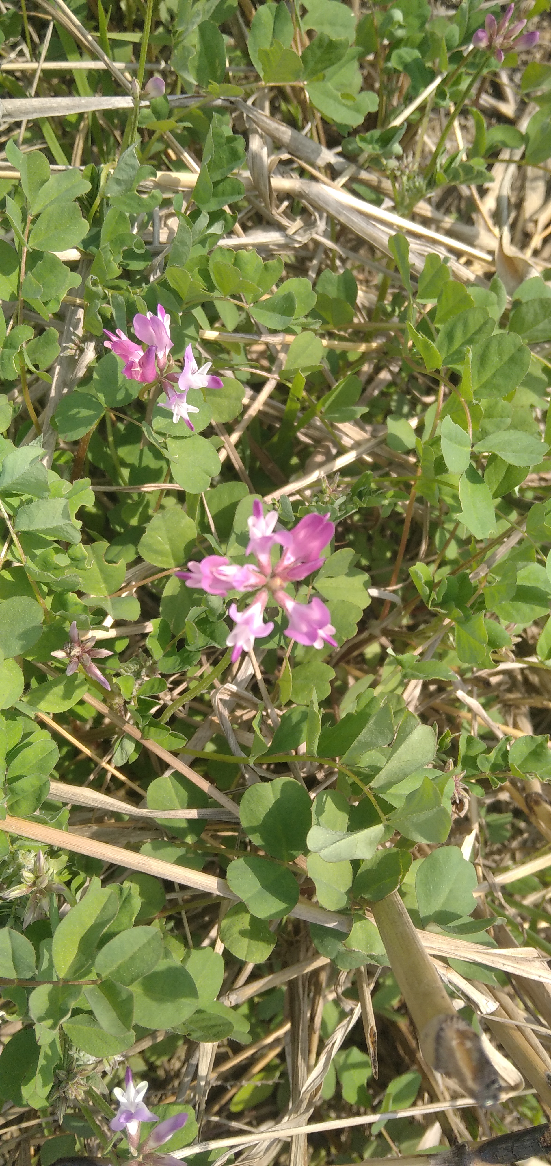 苕子花与紫云英的图片图片