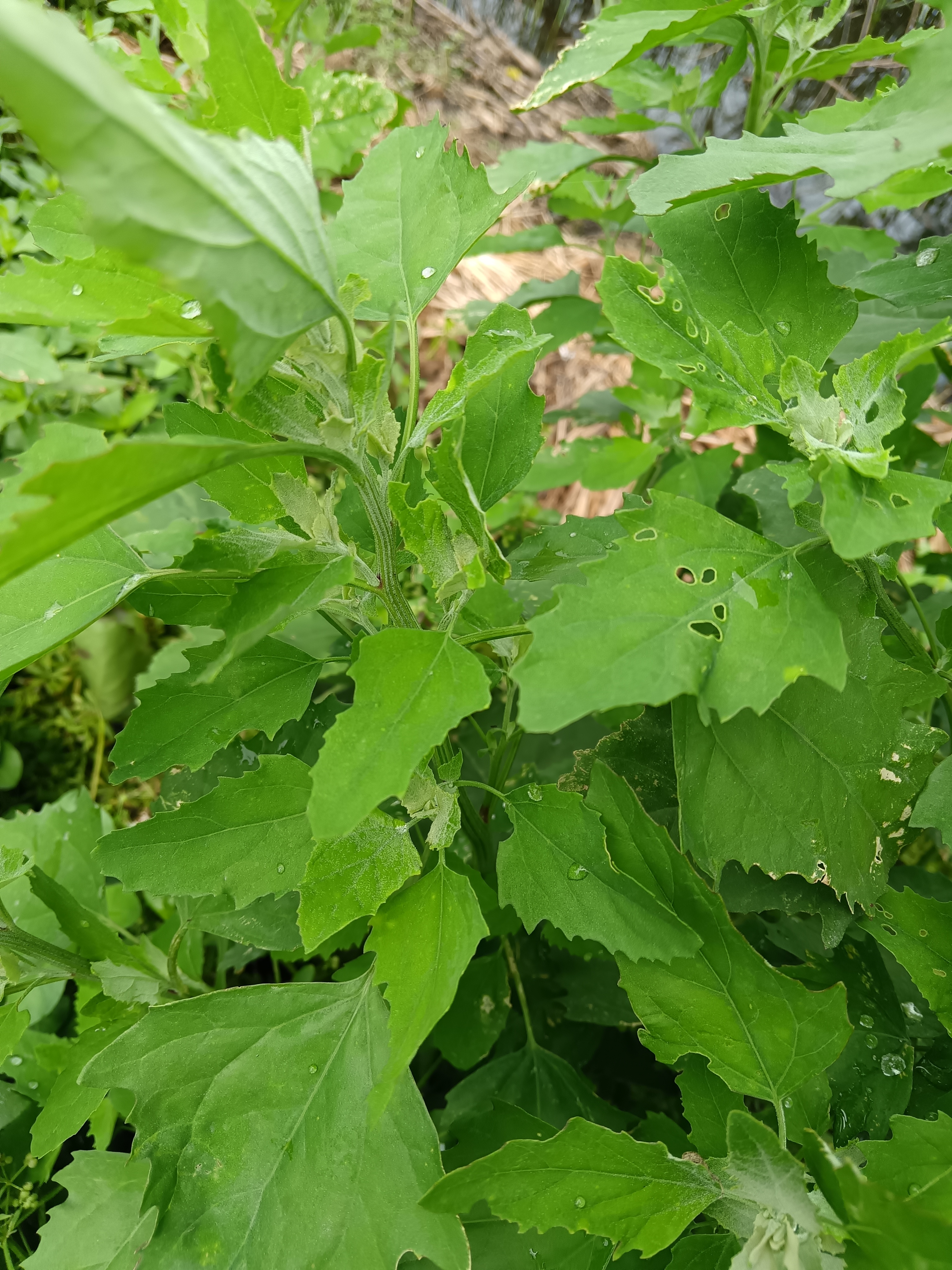 春季的野生蔬菜一一灰灰菜  图片中的植物是深受人们欢迎的灰灰菜