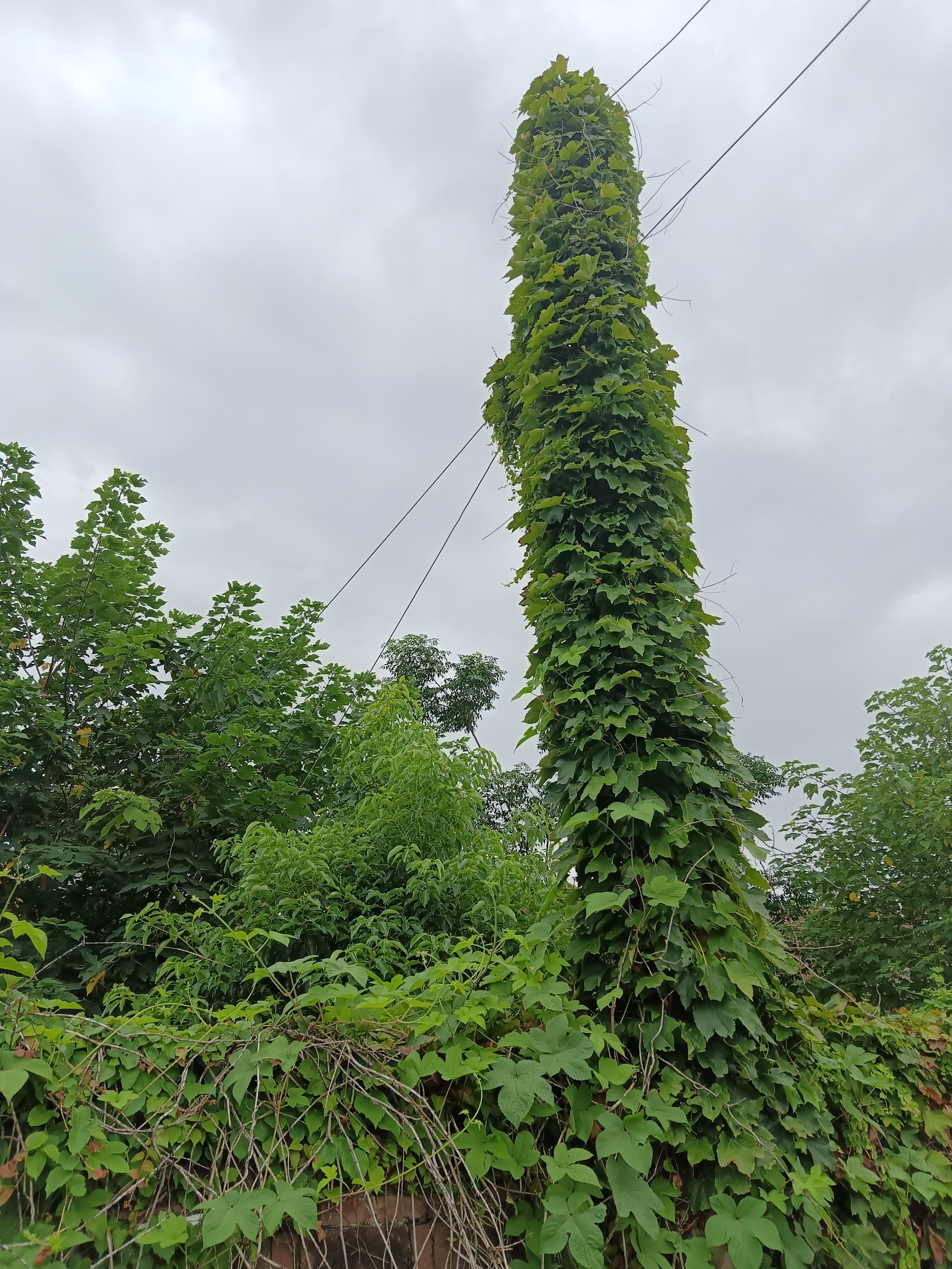 爬山虎向上爬图片