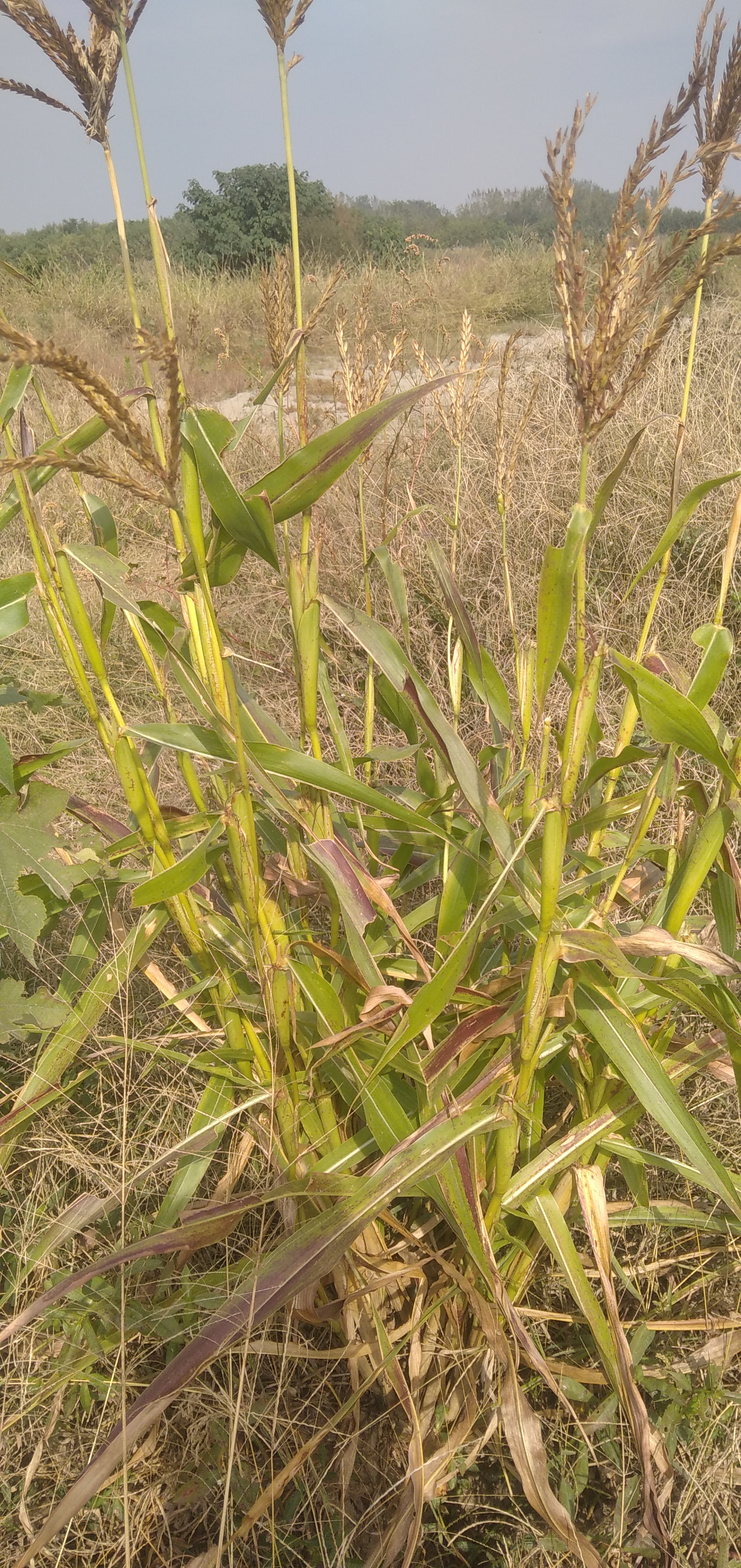 我在一个建筑工地上,发现了一种野生玉米.