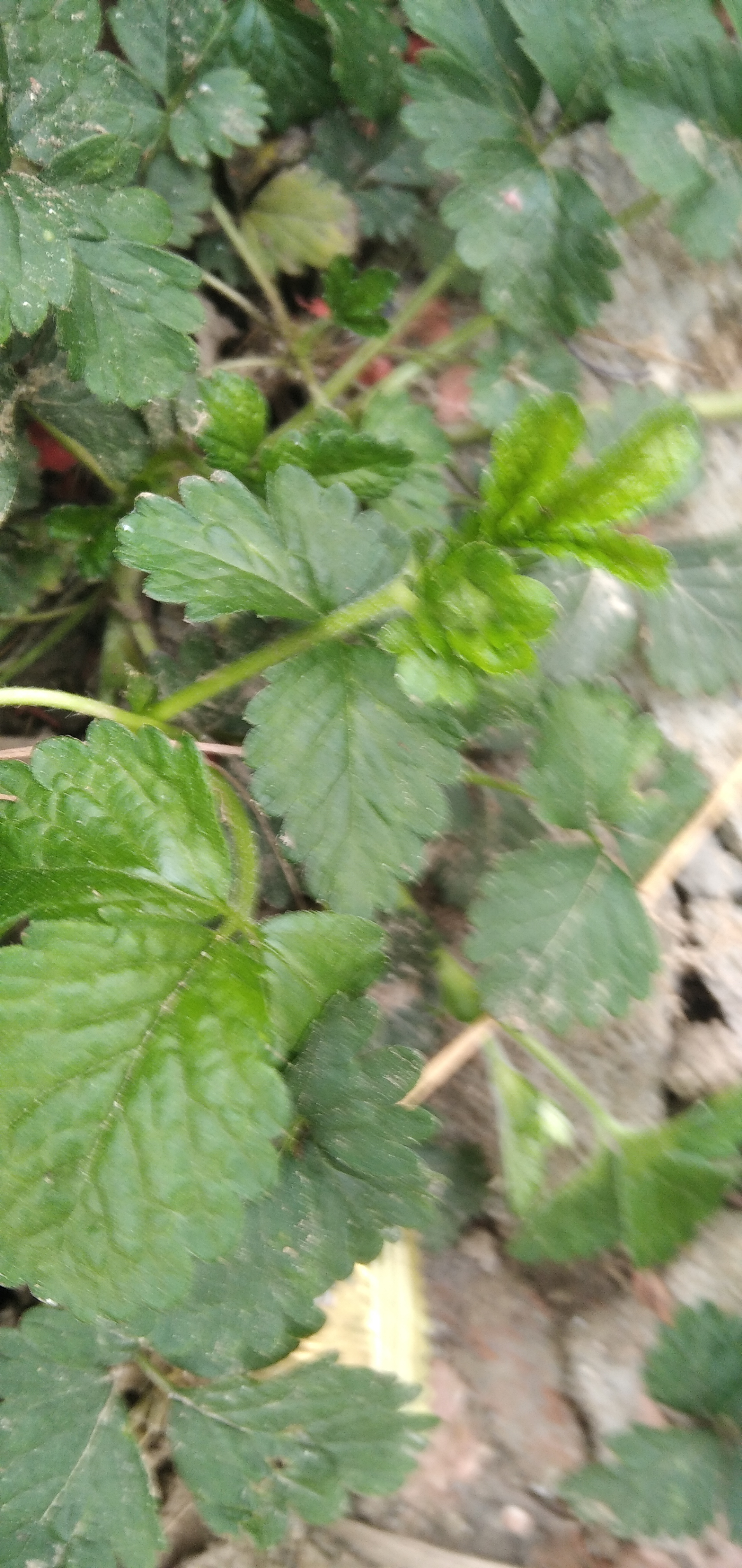 图中的植物叫三叶莓,又叫头顶珠,蛇莓.