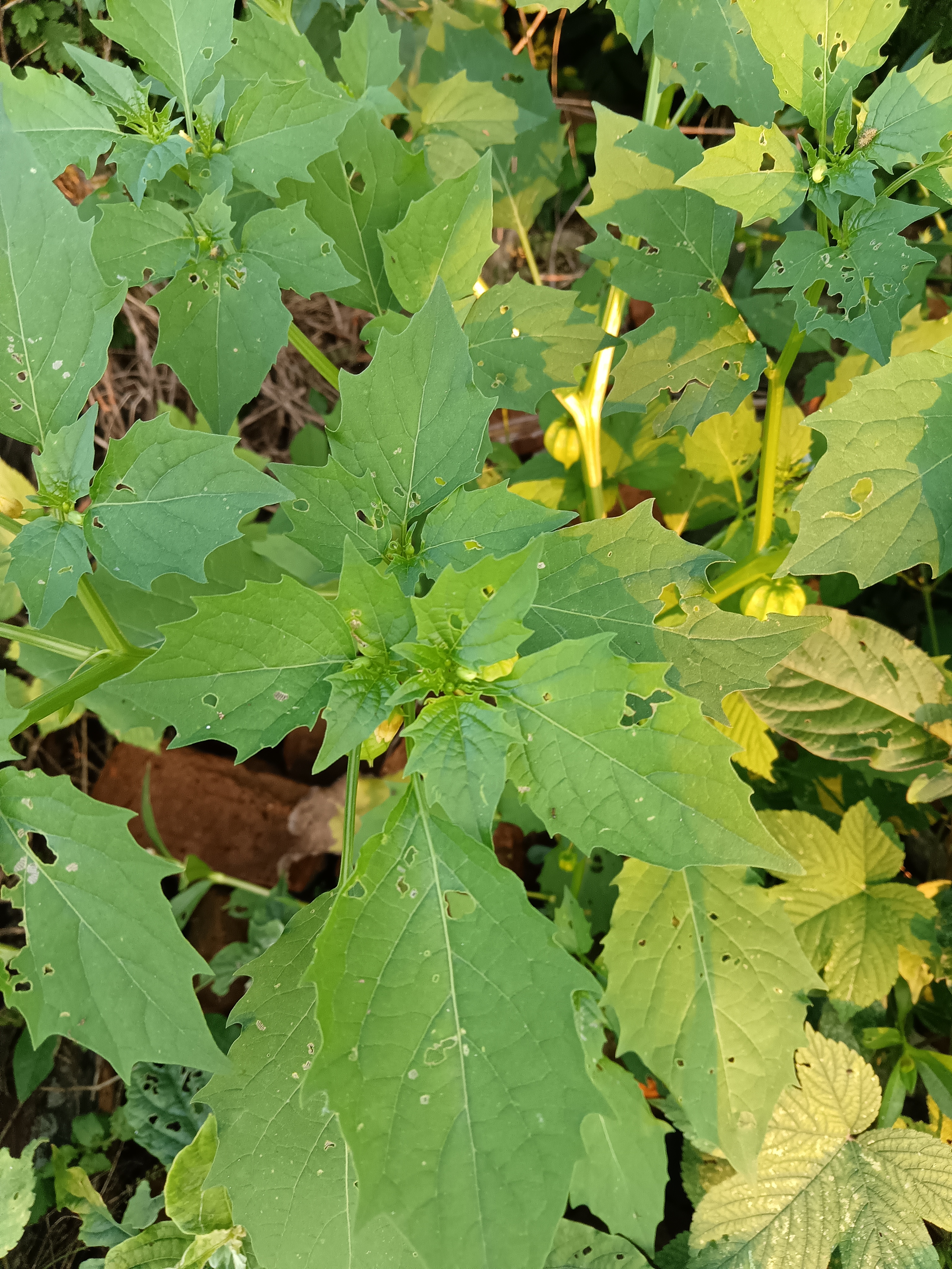 打着灯笼的植物一一泡泡草 图中的植物叶泡泡草