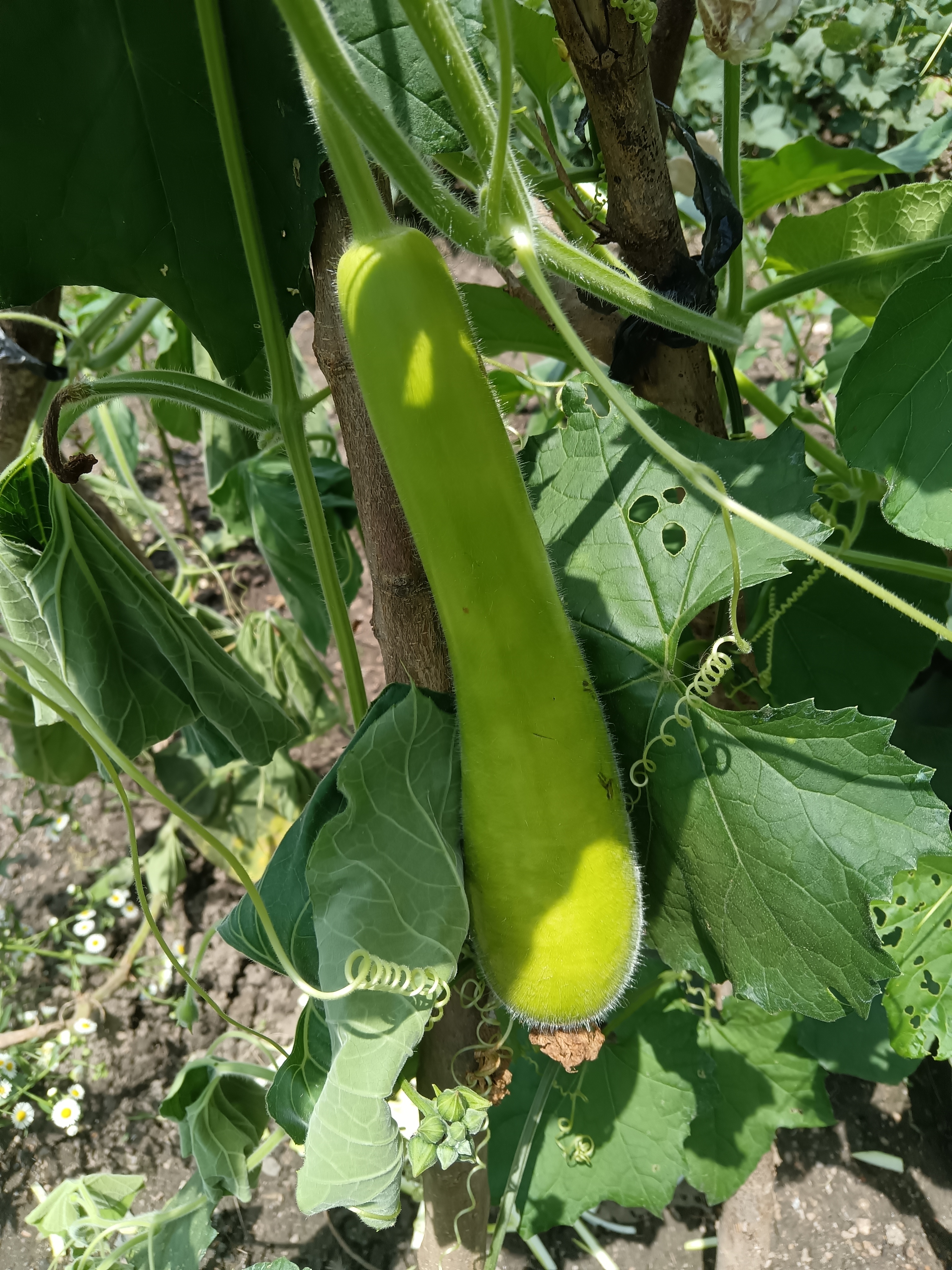 谁能用科学解释瓠子变苦的原因 第一幅图是我去年留的瓠子种,第二幅图