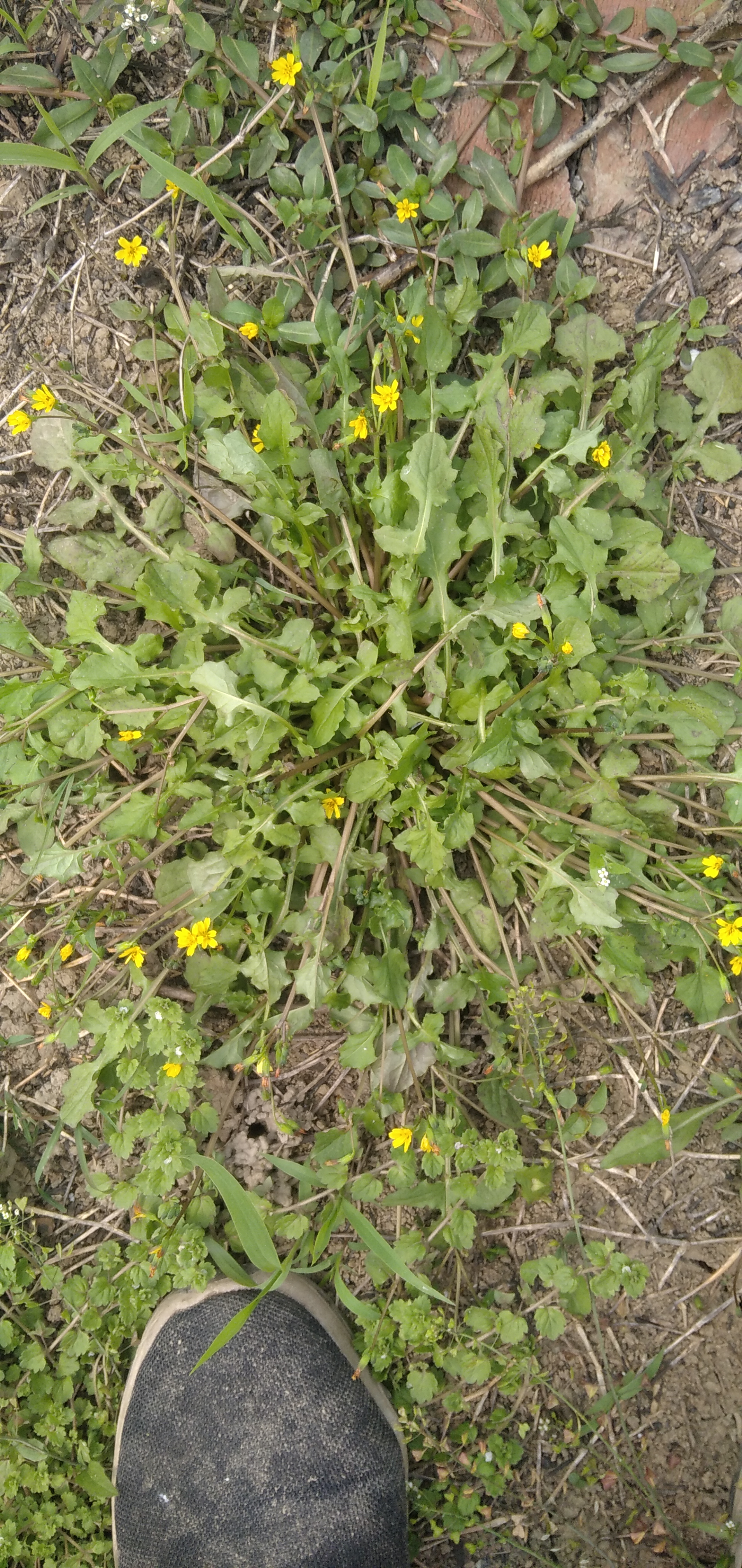 救命的野菜一一稻槎菜 图中开着小黄花的野菜叫稻槎菜,三月到四月乡村