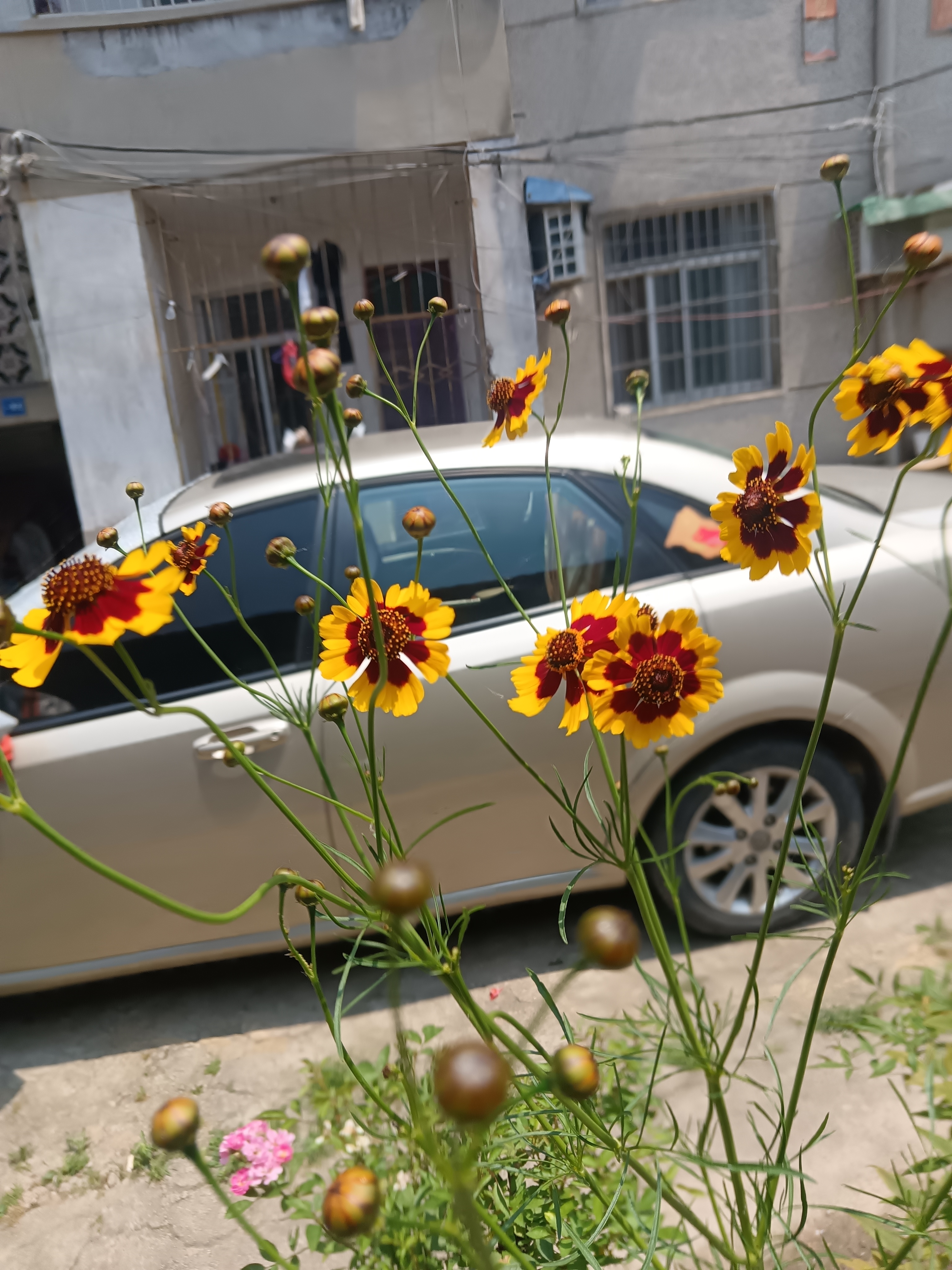 它是一种一年生的草本植物,春季发芽生长,初夏开花秋季枯萎.
