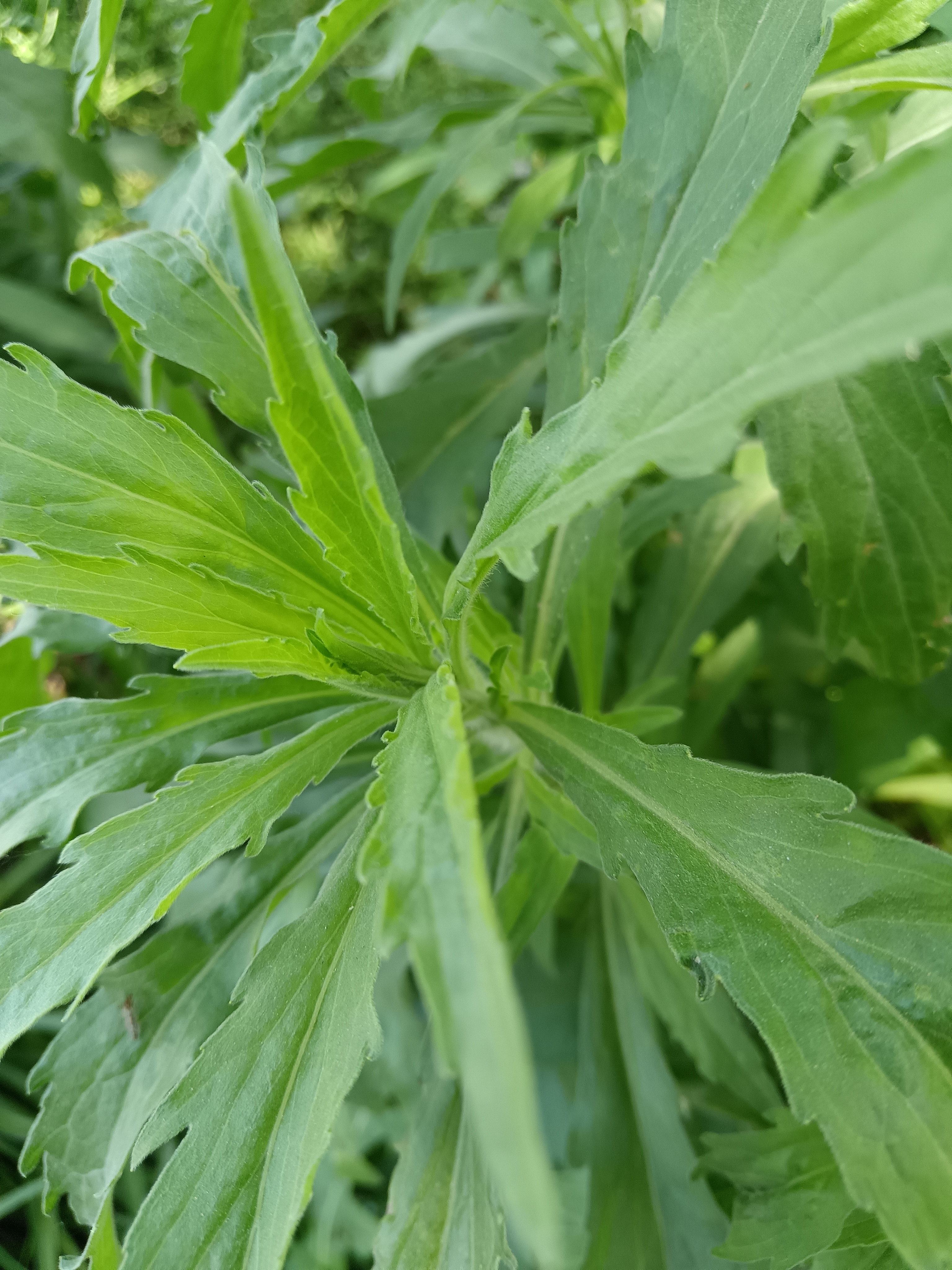 惹人注意的野草一一路边菊 图中的植物在我们这里叫路边菊