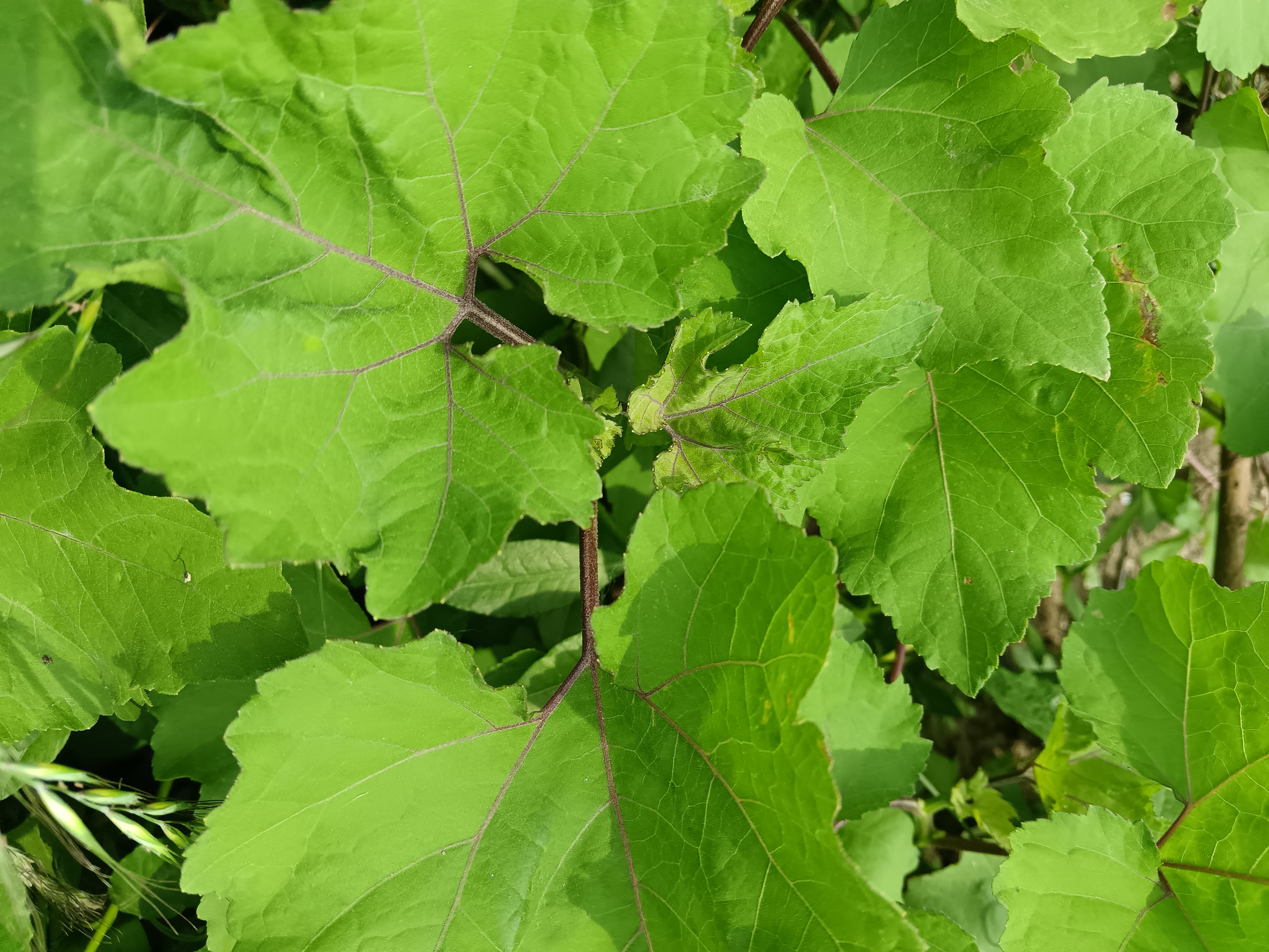 治疗鼻炎的中草药一一苍耳子  图中的植物是苍耳子的幼苗,它是一年生