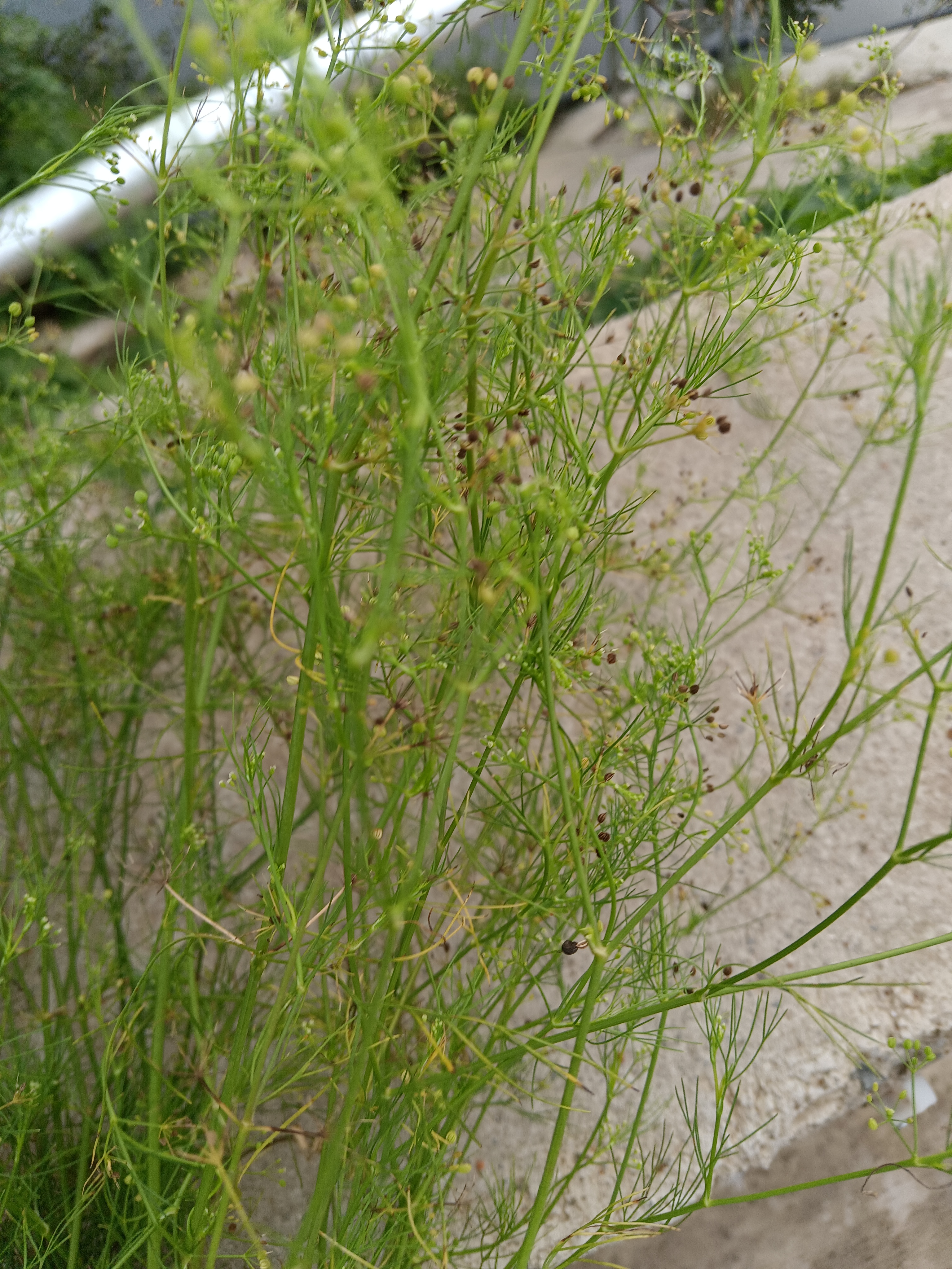 一种被人遗忘的香草一一细叶草  图中的植物在我们这里叫细叶草