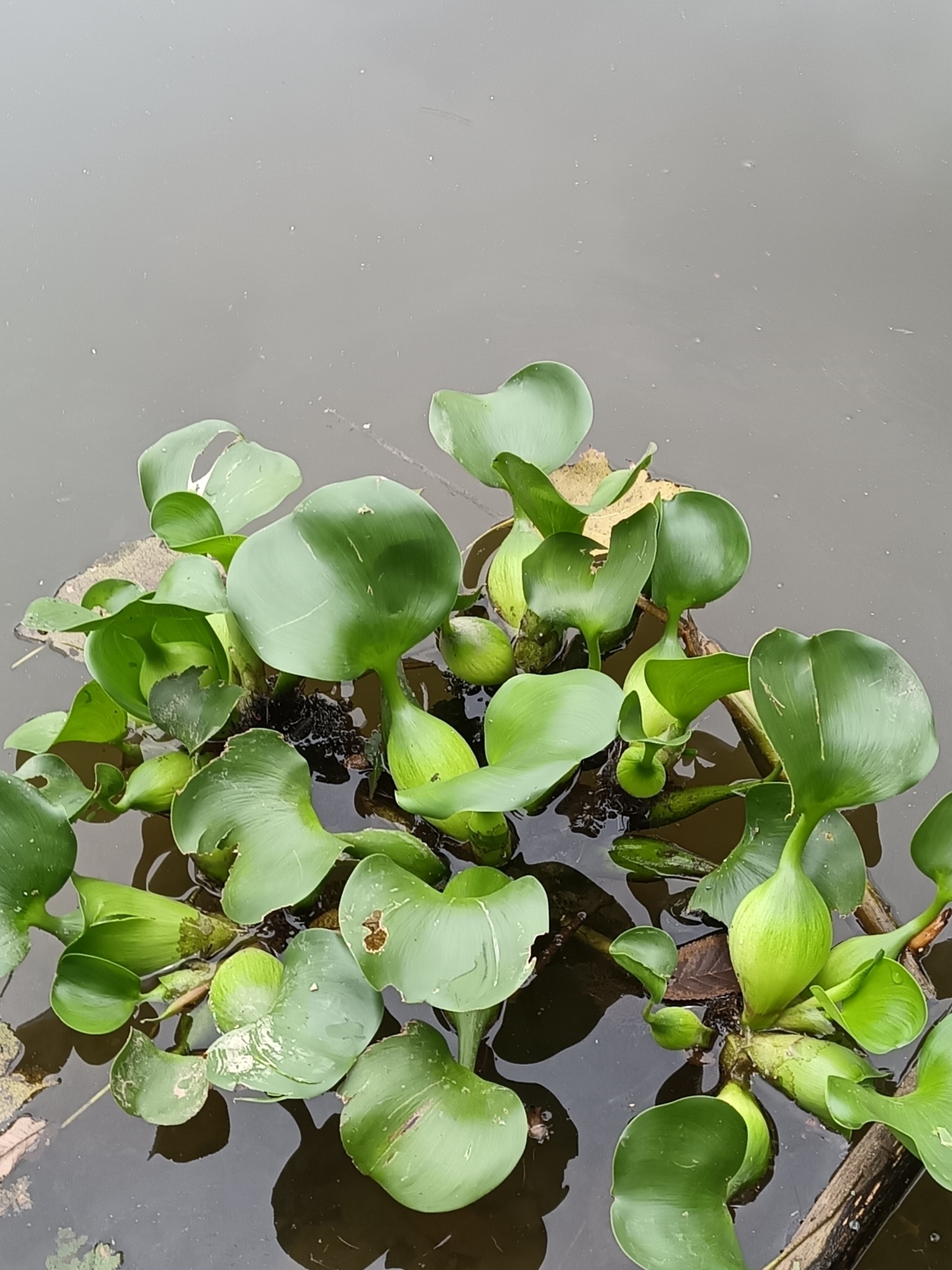 被人们争论的植物一一水葫芦 图中的植物叫水葫芦,它是一种水生植物