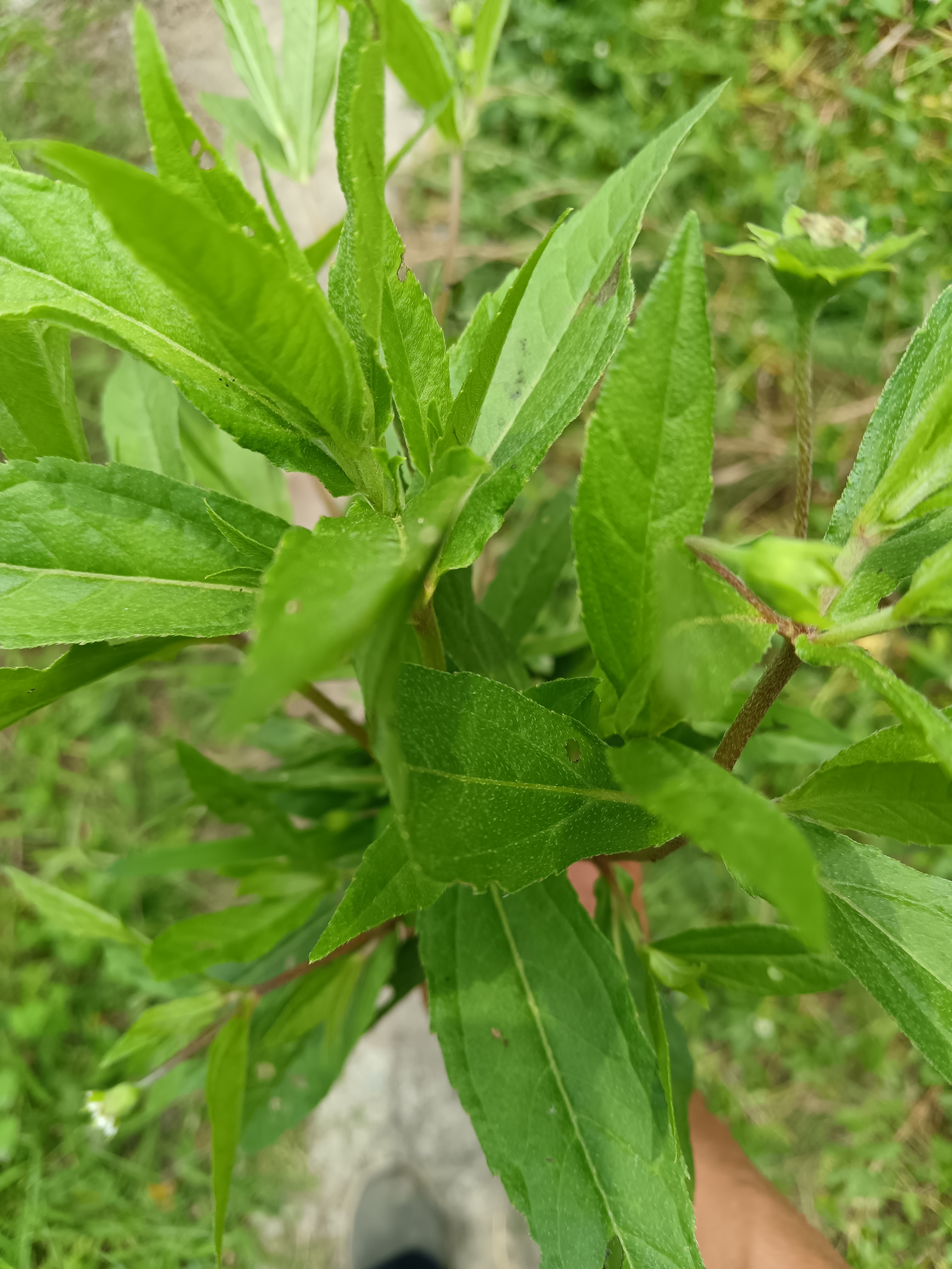 旱莲图片 汉中图片