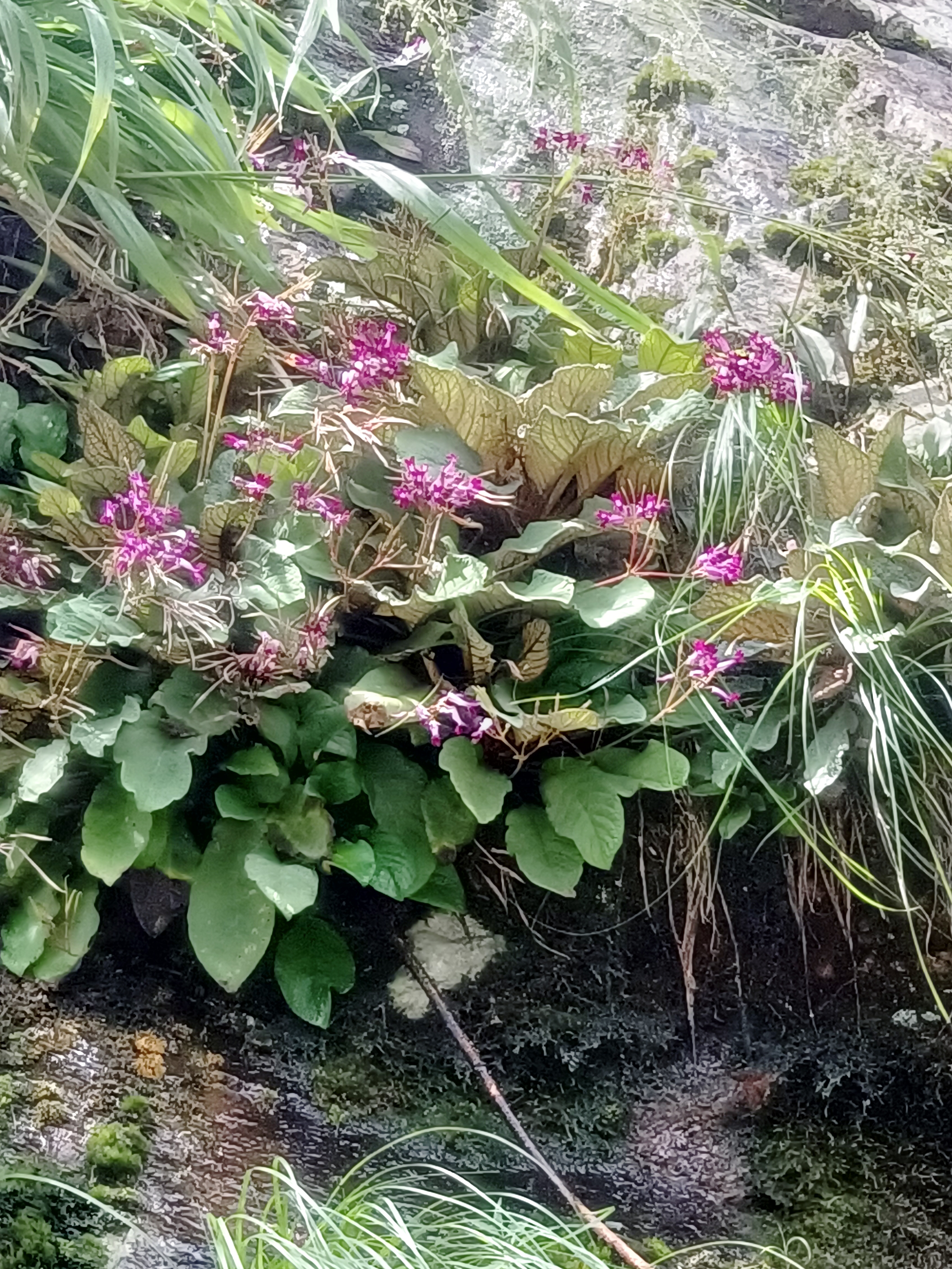 哪个老板收石上莲?