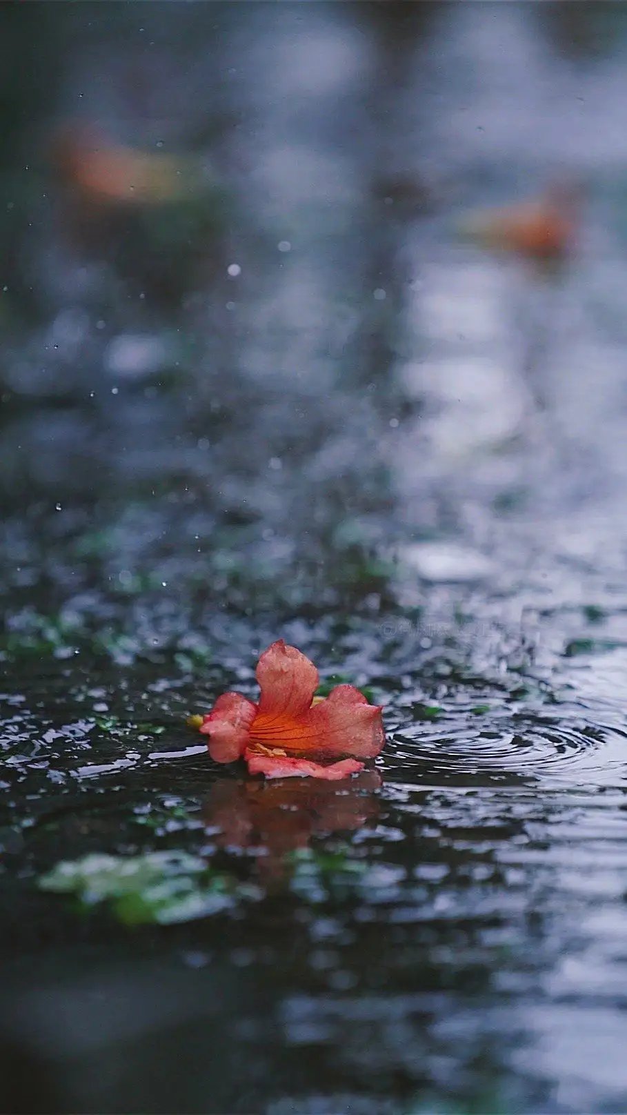 以前觉得淋雨也没什么