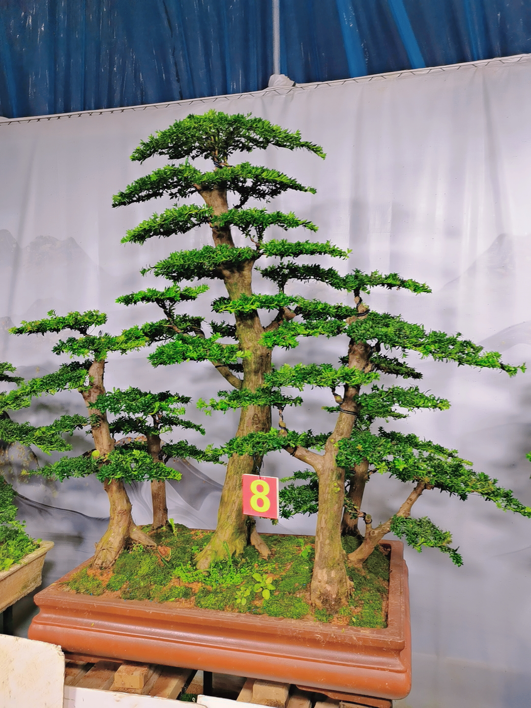 精品大丛林,红芽珍珠罗汉松盆.@可以盆景ra的动态