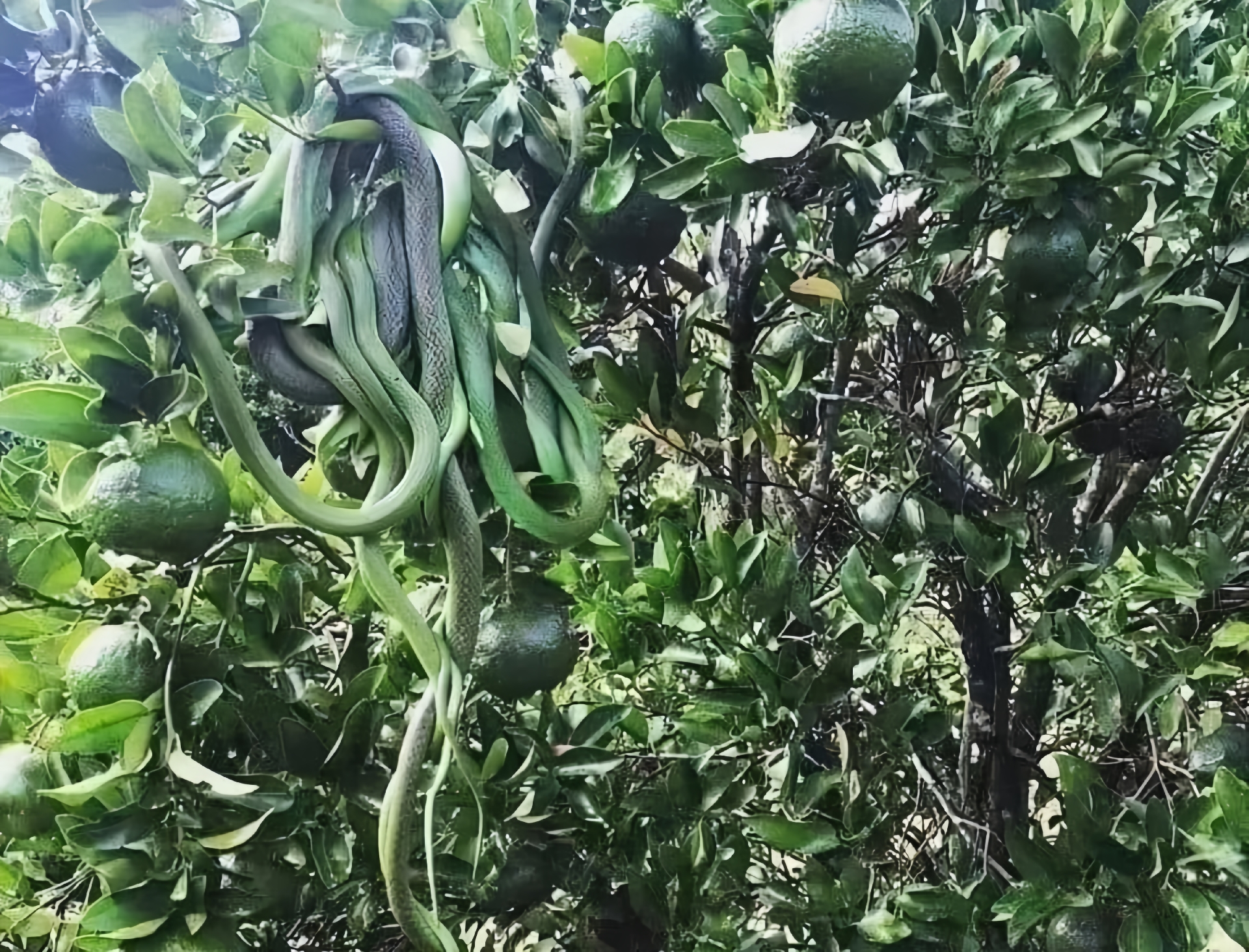 和儿子路过这片橘子地时,突然一抬头发现了这,吓得儿子哇哇大哭,我们