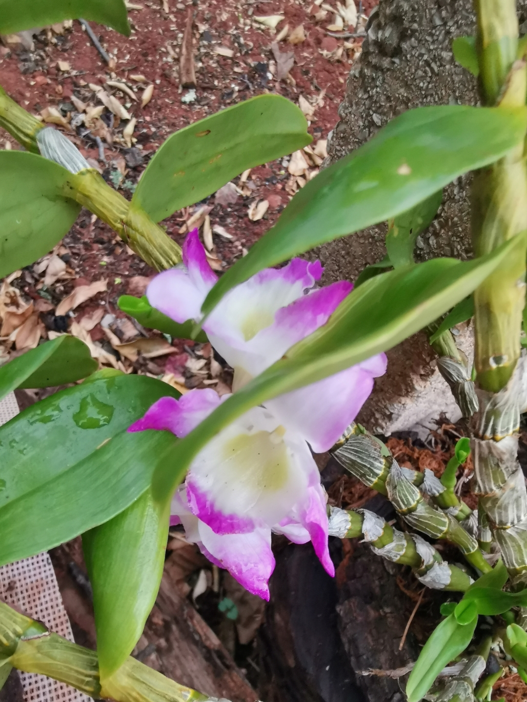 雨后的花园里,这朵粉白色的兰花格外娇艳,仿佛在诉说着雨后的清新与