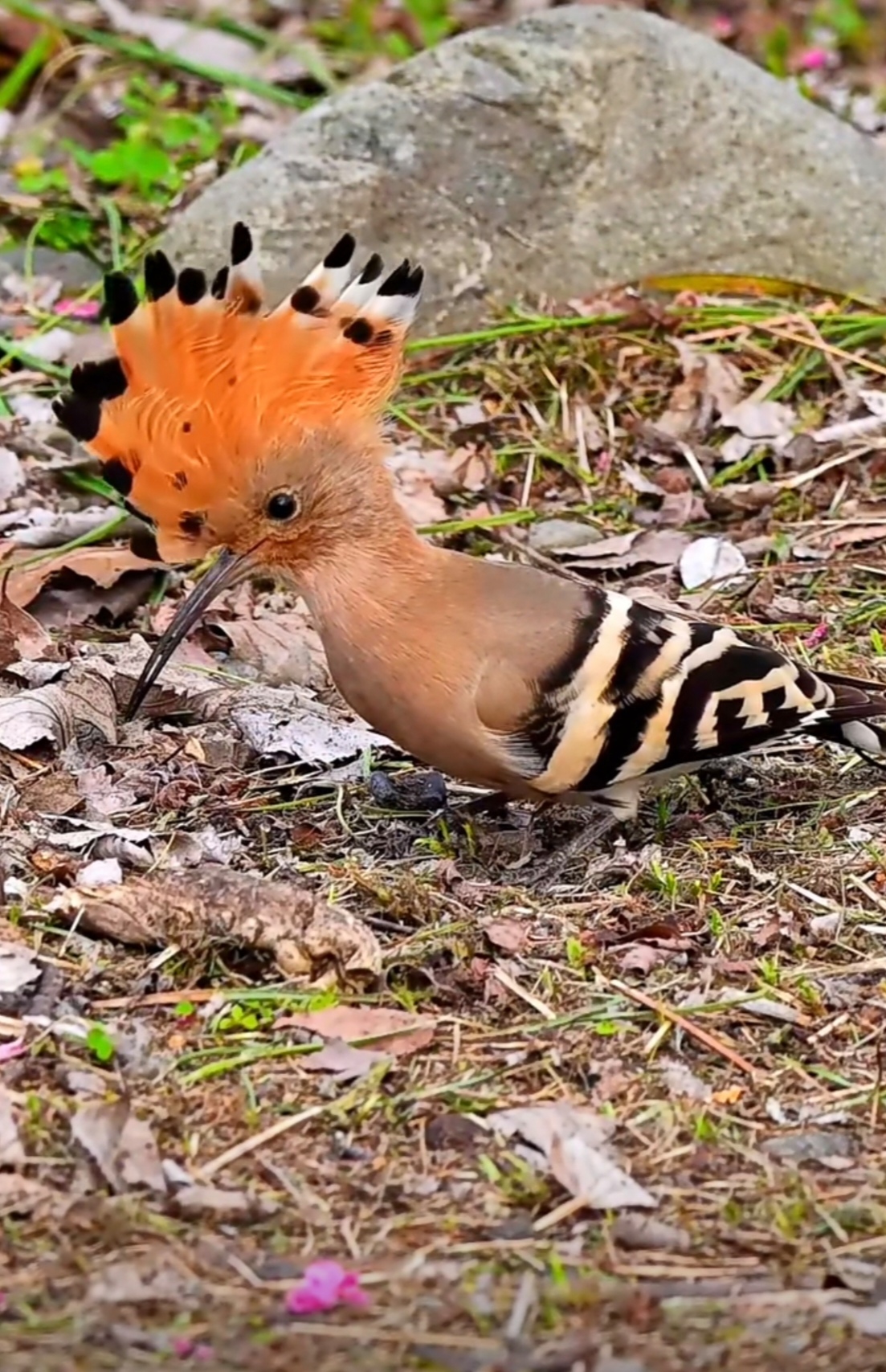 周末跟老公一起爬山,在山顶无意间看见这个鸟儿,这是什么鸟呢?