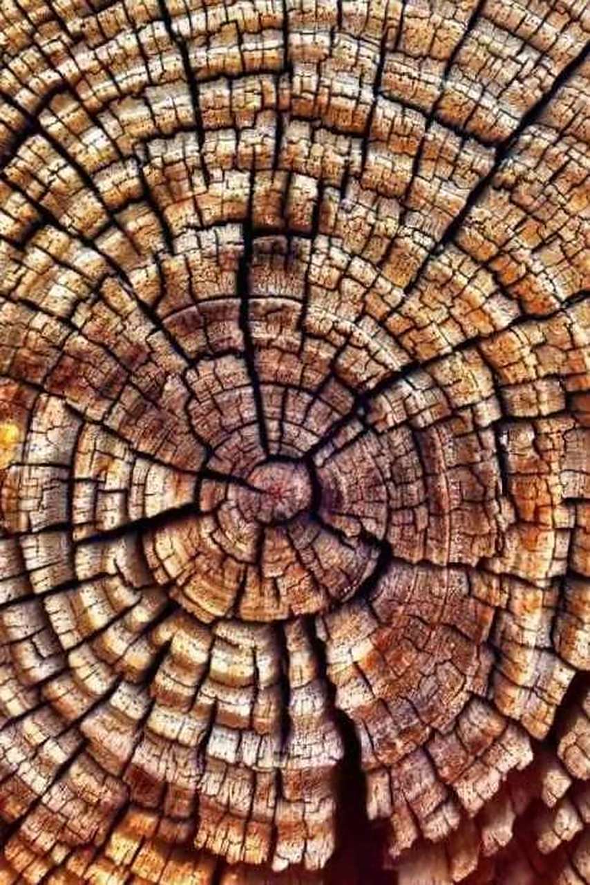 年轮(心理诗)(原创) 安石  树的年轮 记录树木的成长  岩石的纹里