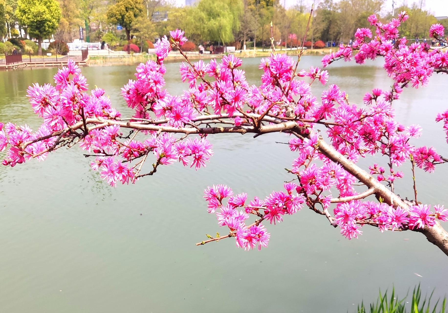 开在水边的桃花,粉嫩粉嫩的犹如仙子,让人一见不由得驻足观看