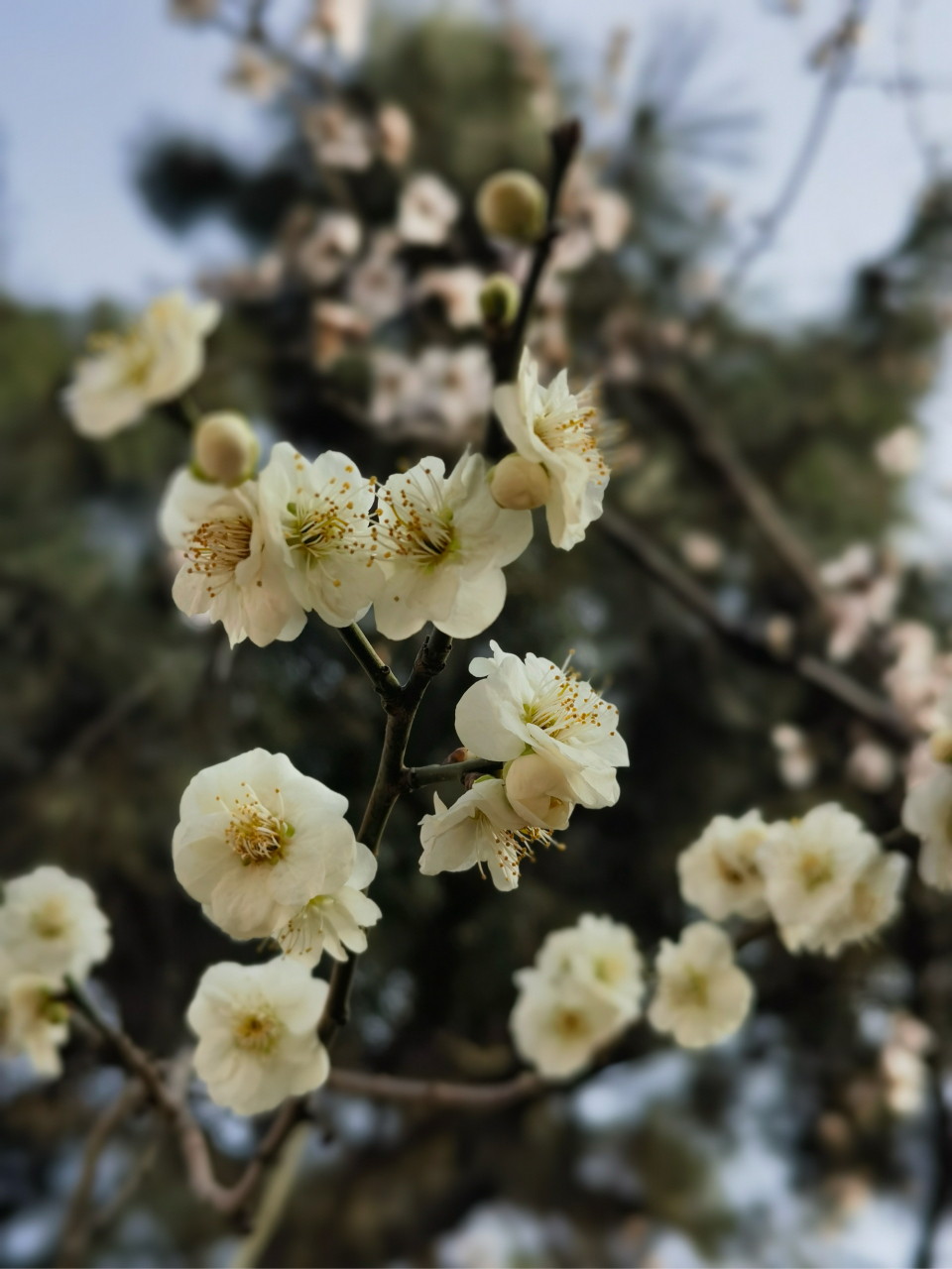青岛十梅庵的梅园,2万多株梅花即将绽放,3月20日将正式开园