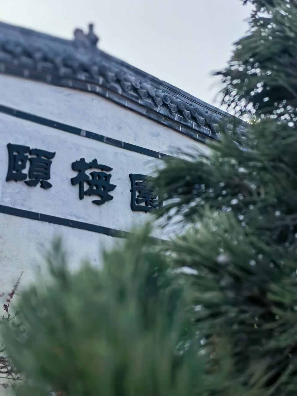 青岛十梅庵的梅园,2万多株梅花即将绽放,3月20日将正式开园.