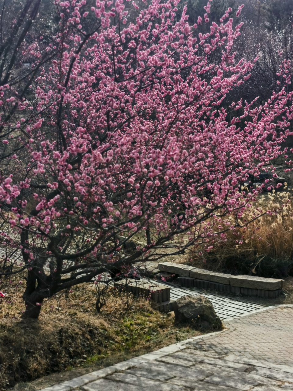 青岛十梅庵的梅园,2万多株梅花即将绽放,3月20日将正式开园