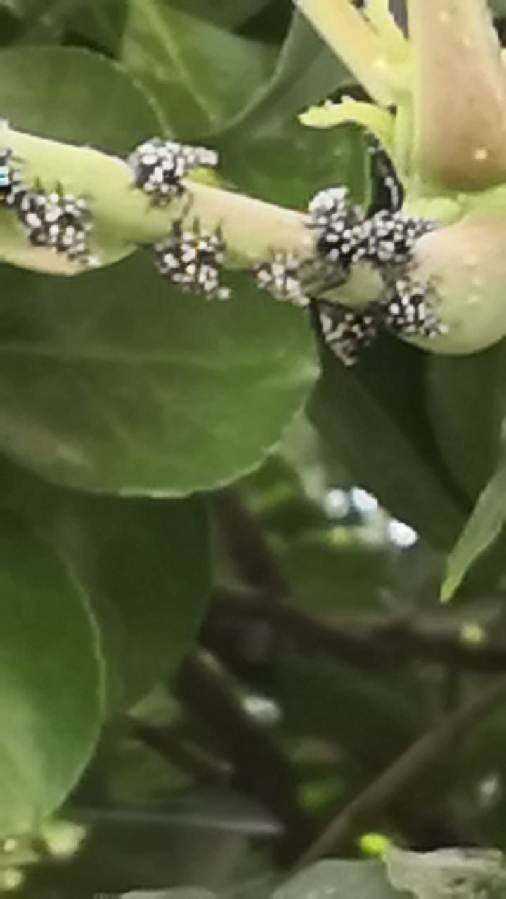 最近在香椿芽树上发现众多这样的黑底白点的虫子排队在香椿芽树上趴着