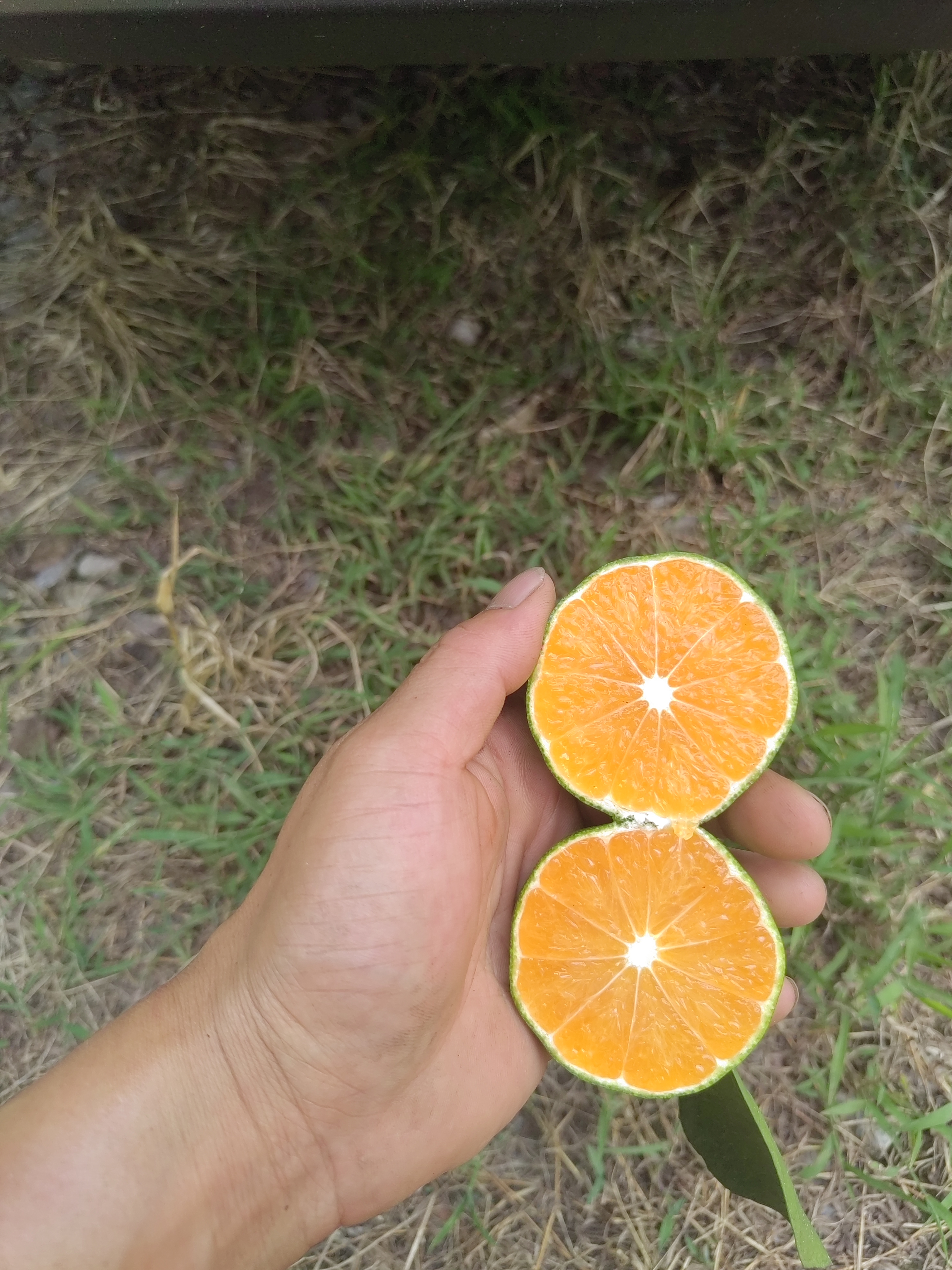 佛山橘海柑橘基地位于四川资阳碑记镇/丰裕镇/忠义镇/大佛境内,主产
