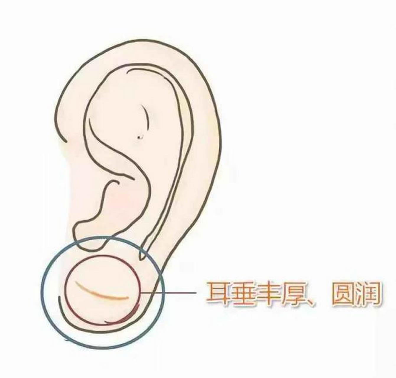 面相看人数 一个人如果耳垂丰厚,那么此人于佛有缘,天生心底善良,不