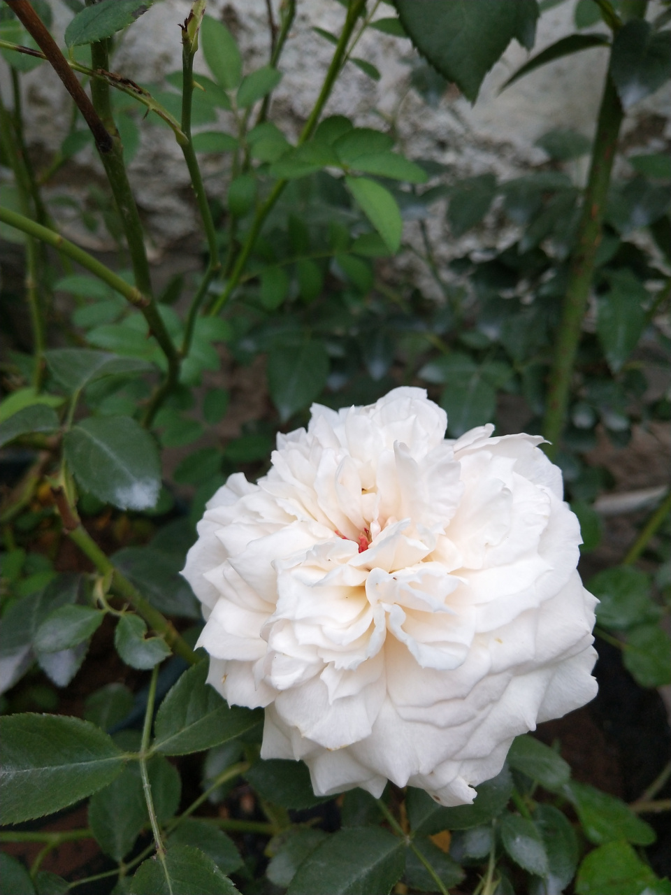 夏花伊芙克莱尔,伊芙唯一和果汁阳台