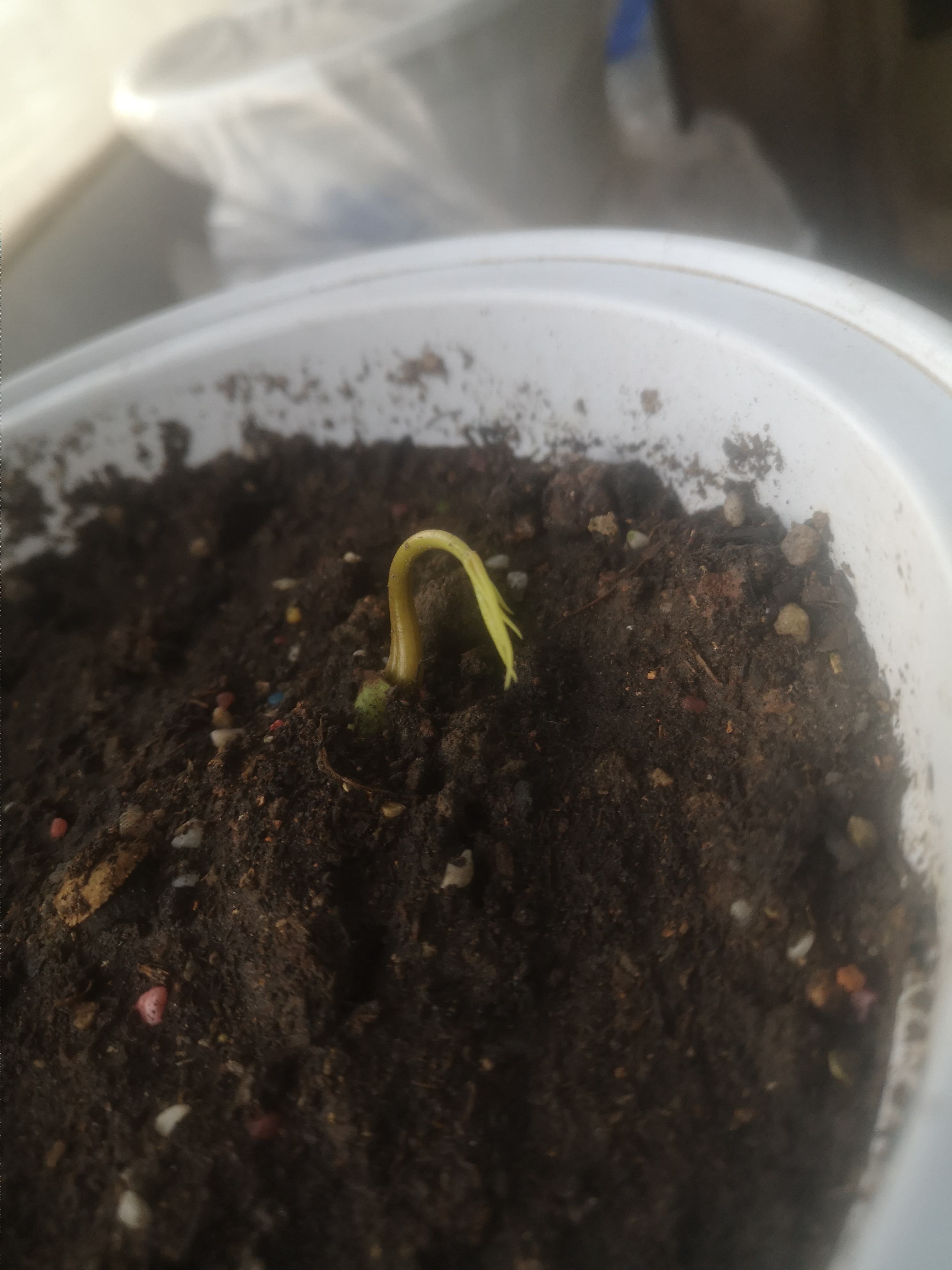 一个芒果的一生啊! 发芽到生长到死亡