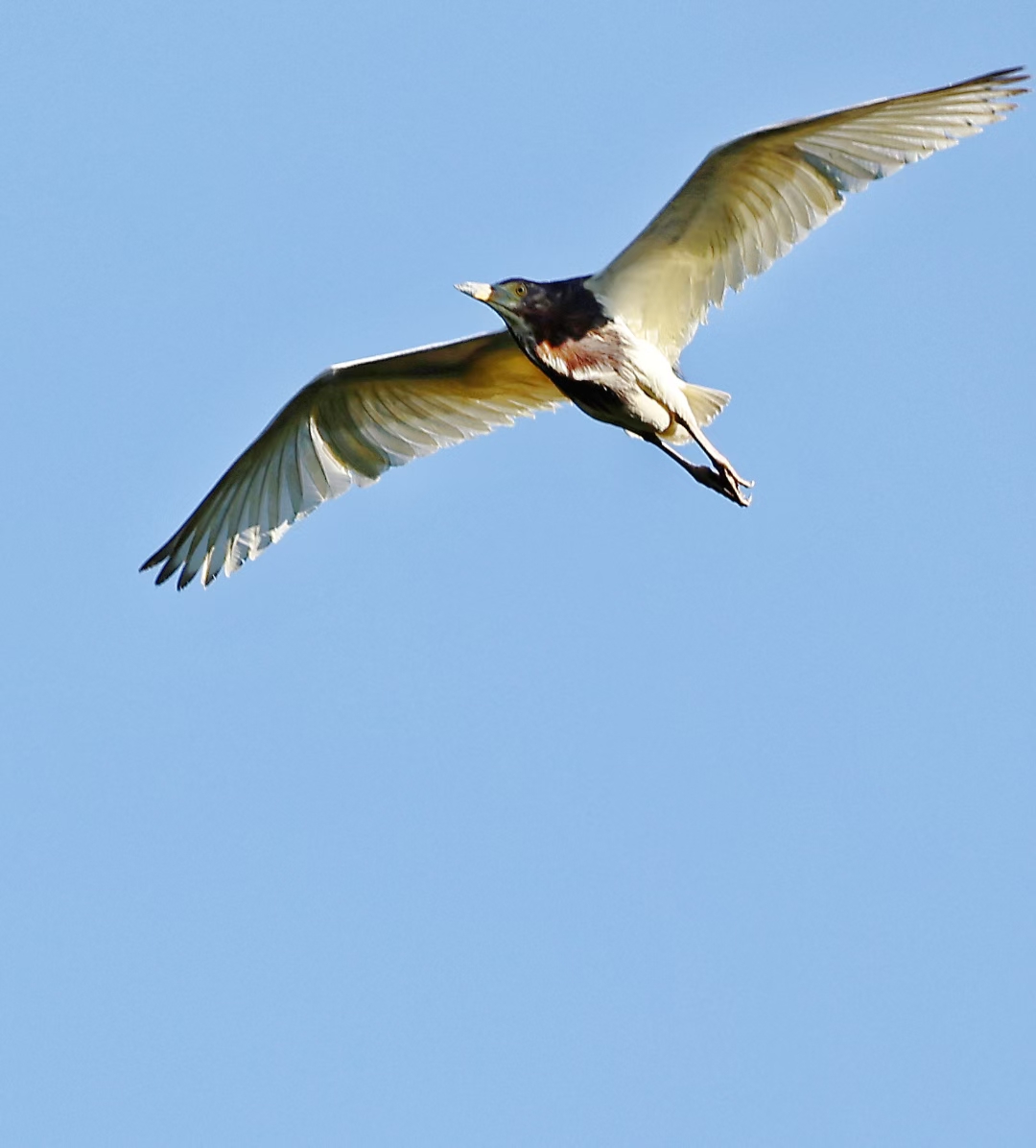 刘树森《铭清韵》之镜笔流韵篇‖镜里禽姿皆入画