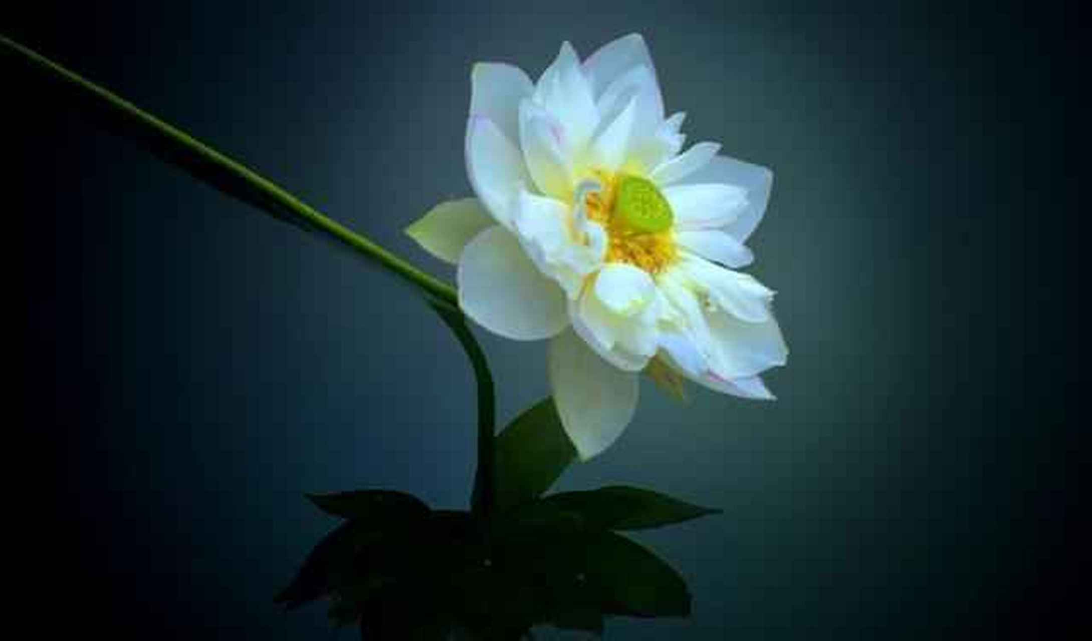 起心动念皆是因,当下所受皆是果.#因果# #佛学