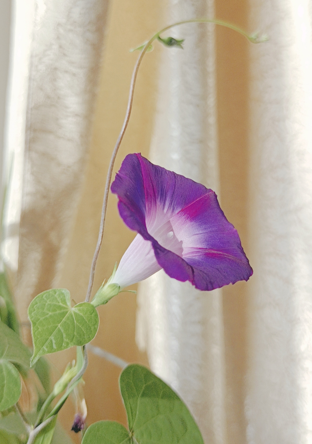 叶细,枝柔,牵牛花看似弱不禁风,可一旦将其引上竹篱枝条,或者可以