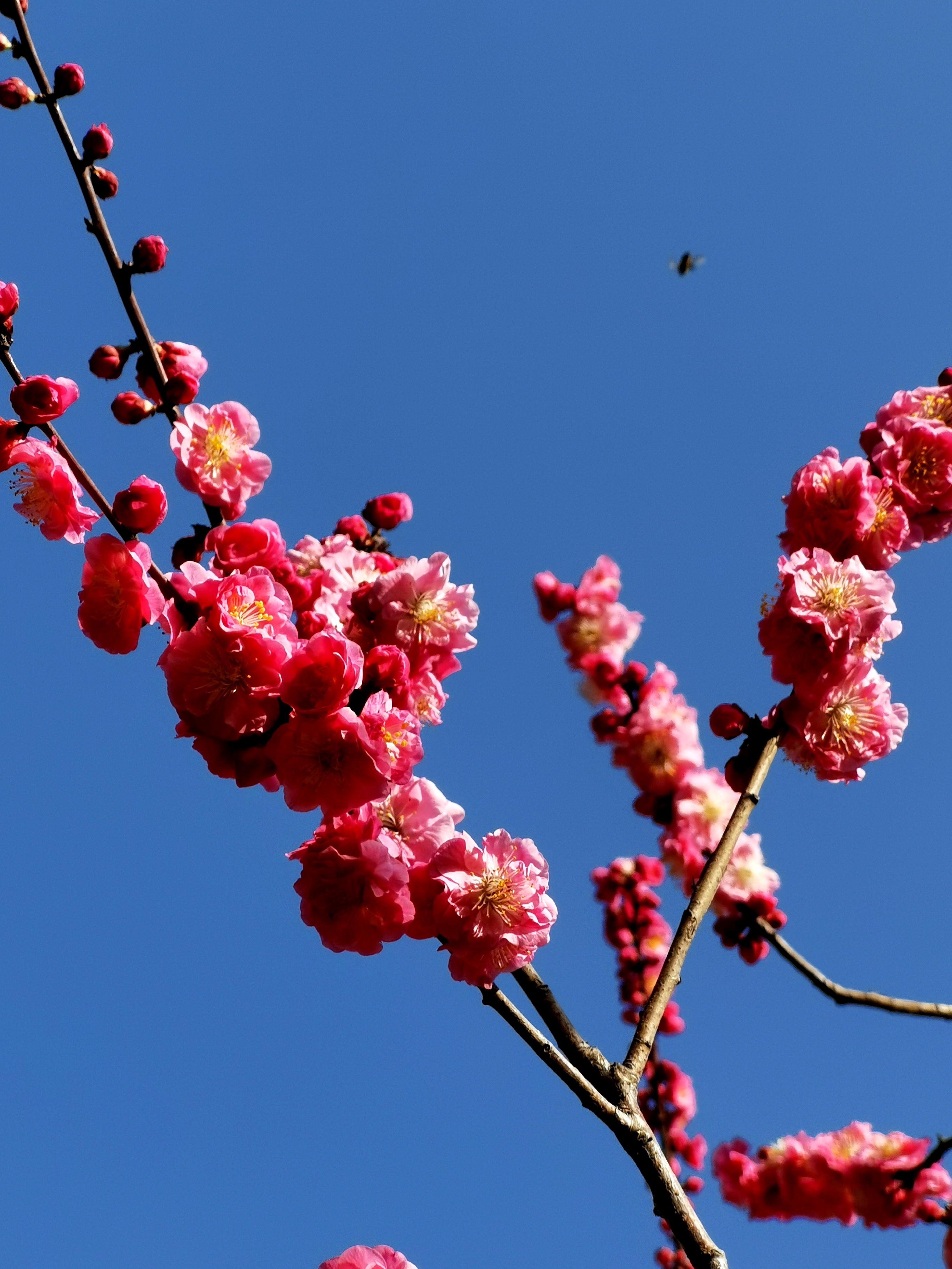 春天到了,给朋友们分享几幅我拍摄的梅花照片,希望给大家带来些许欢乐