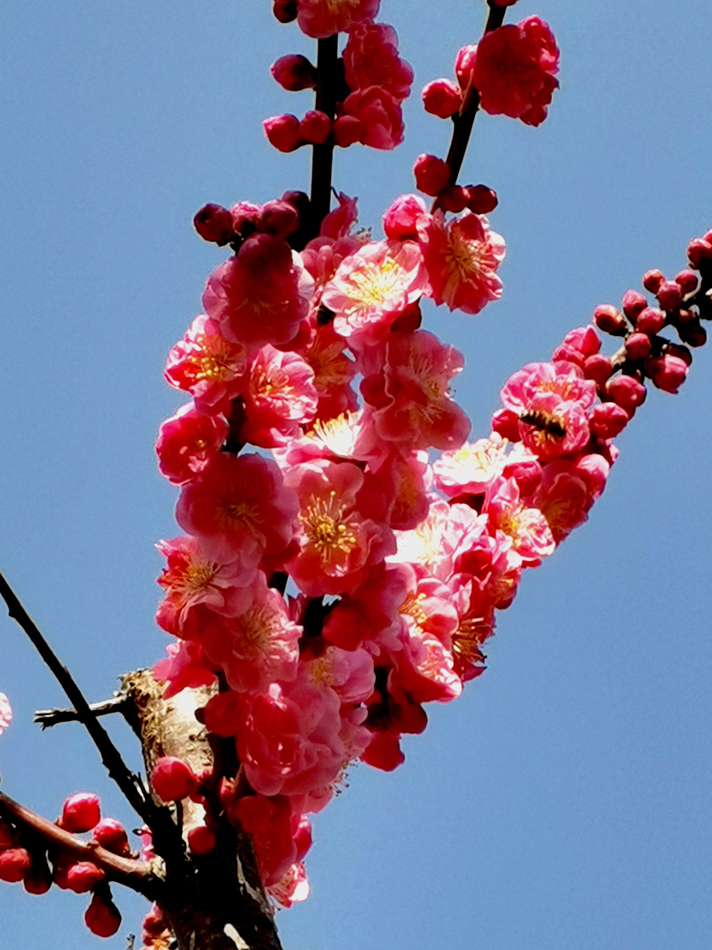 没花的照片图片