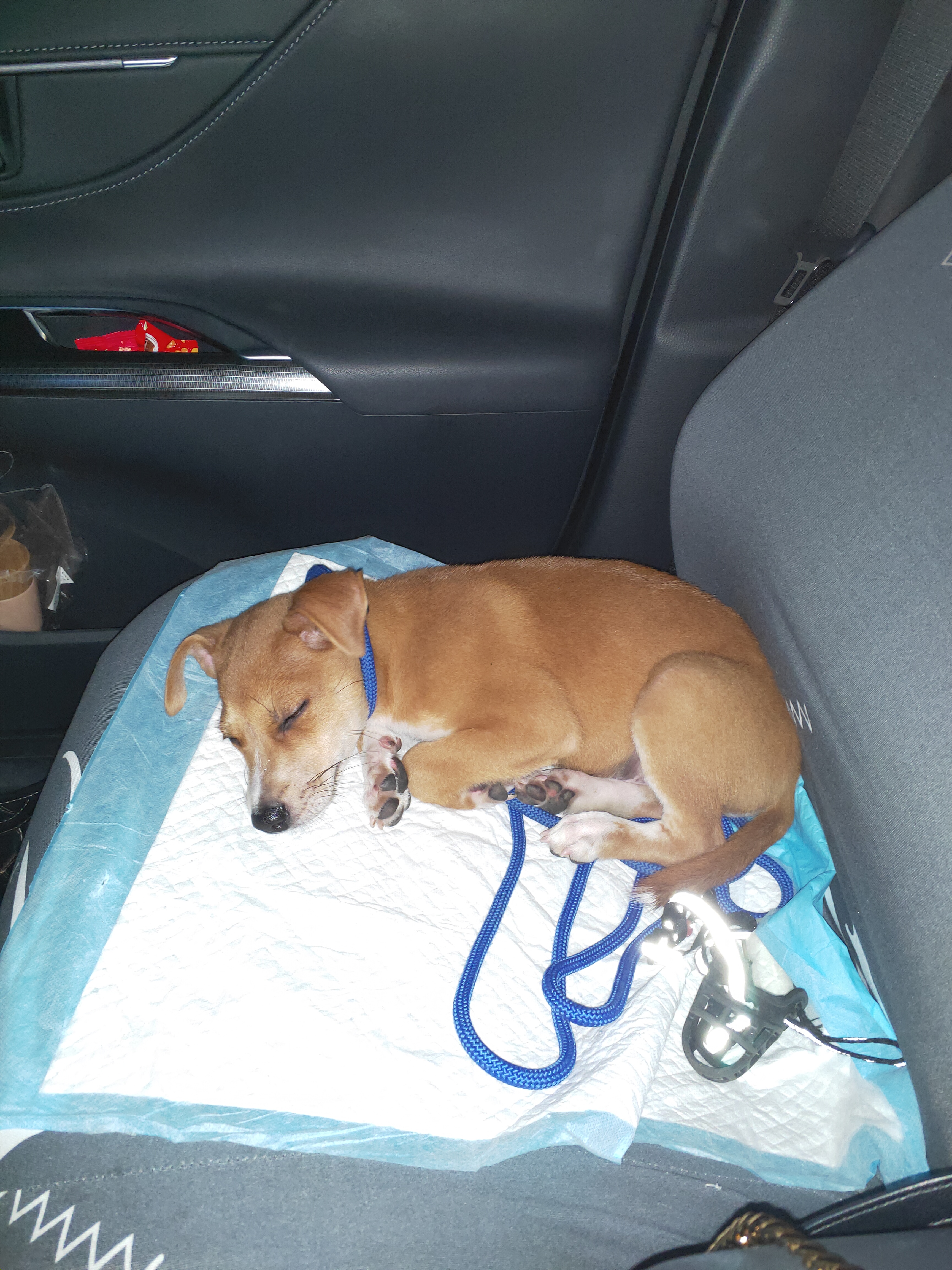 宠物横死念经超度-宠物死了可以念往生咒吗