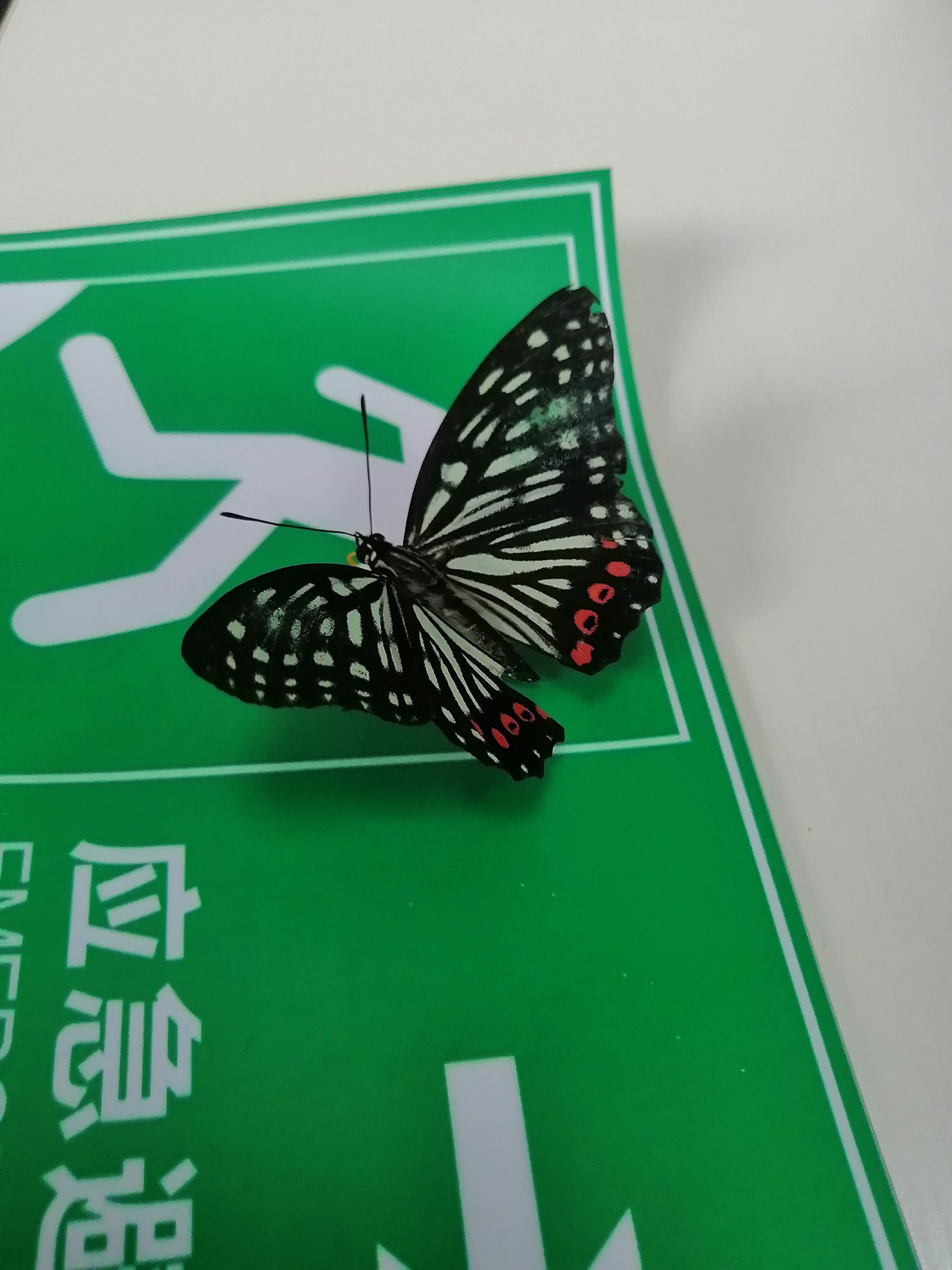 瞧这只黑脉蛱蝶,停在绿色的紧急出口标志上,仿佛在诉说着一段关于
