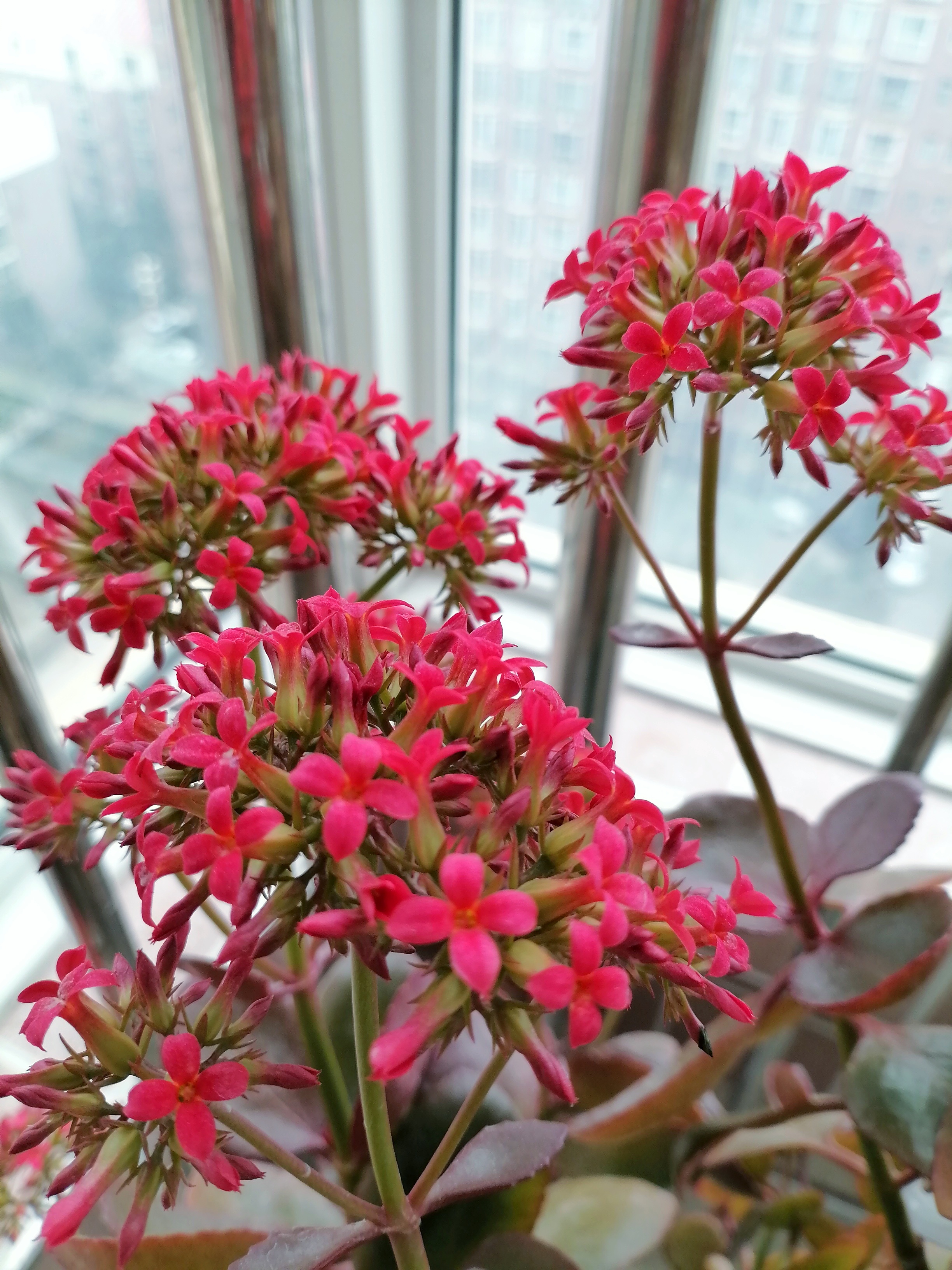 花卉绿植#   凤尾长寿花,又叫大叶红单,是长寿花中极为独特的品种