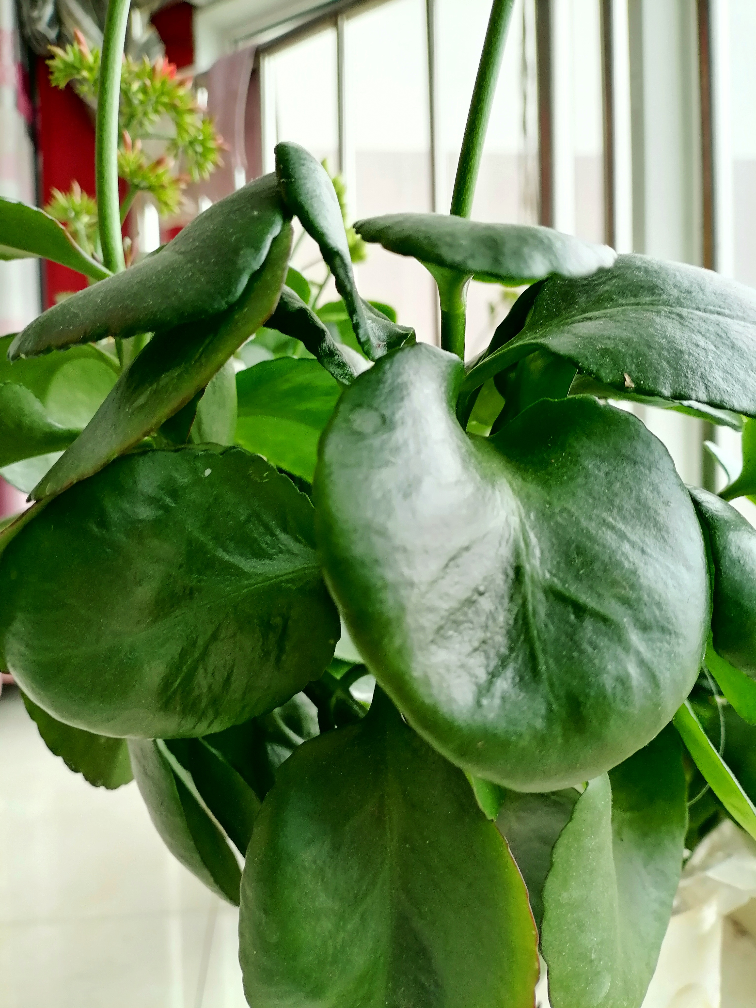 花卉绿植#   凤尾长寿花,又叫大叶红单,是长寿花中极为独特的品种