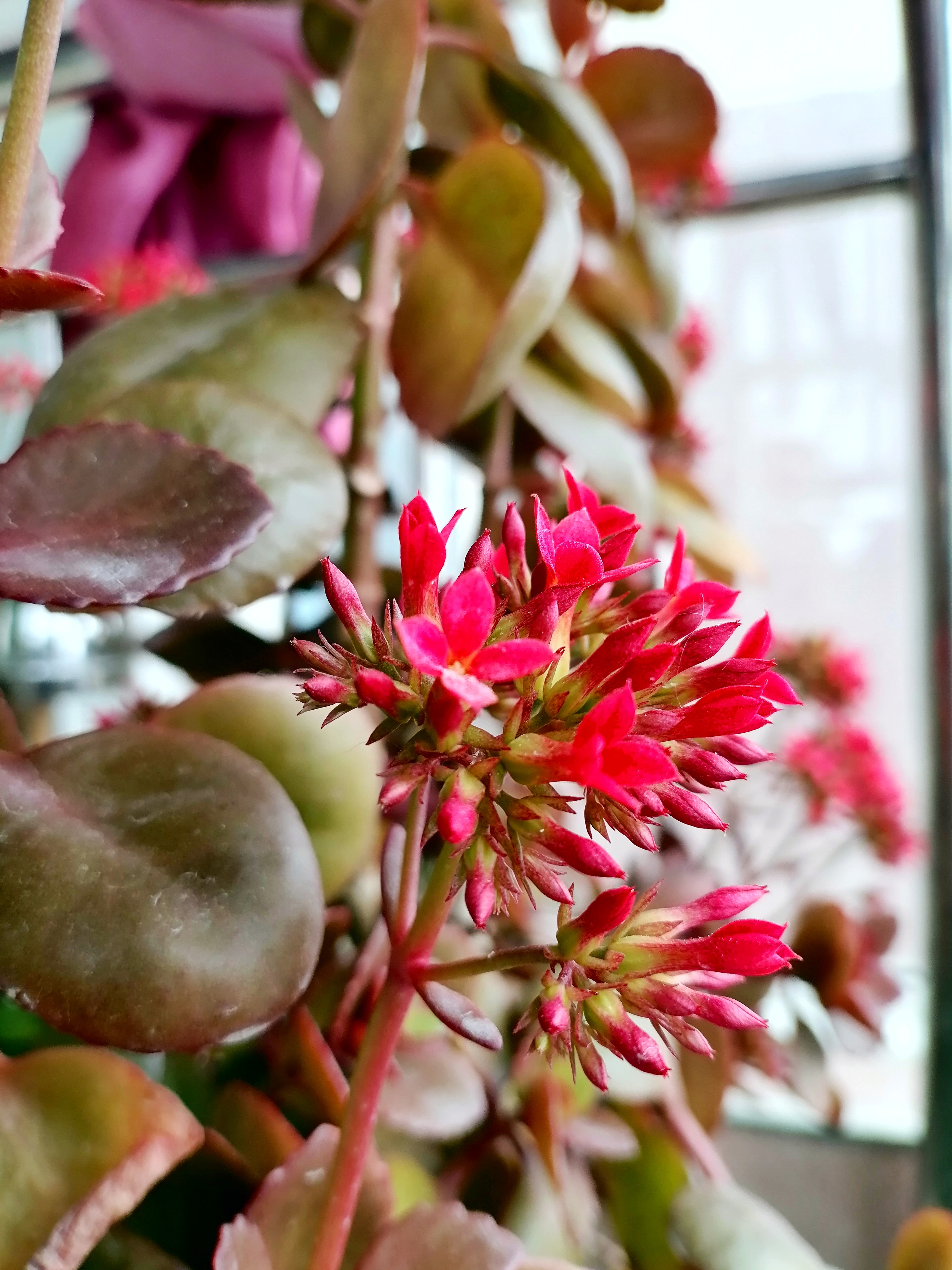 花卉绿植#   凤尾长寿花,又叫大叶红单,是长寿花中极为独特的品种