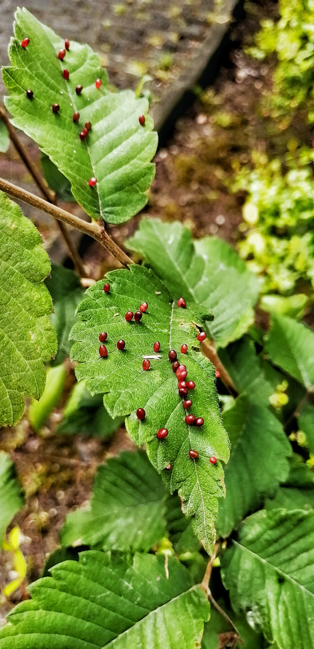 榉树叶片图片