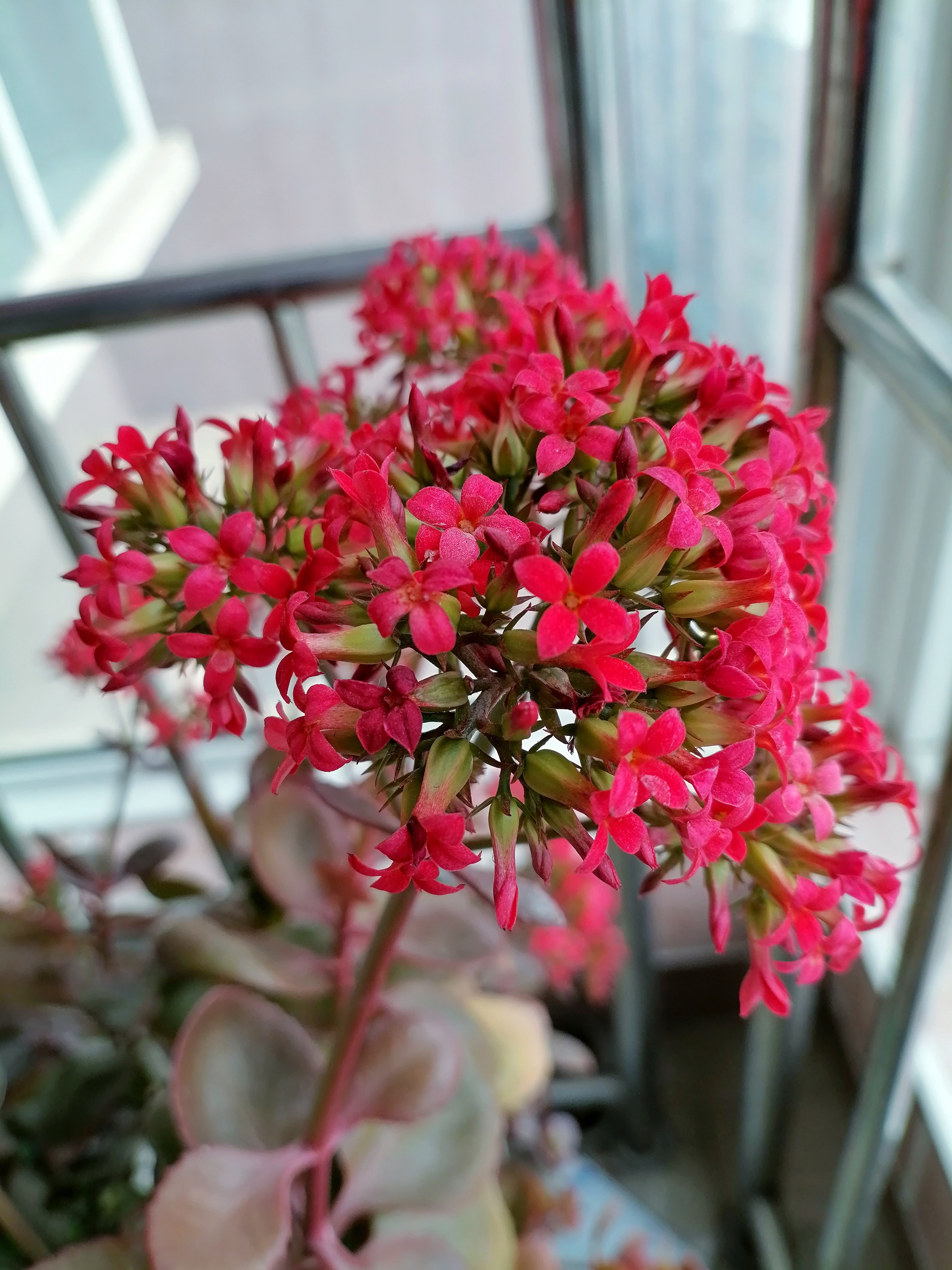 花卉绿植#   凤尾长寿花,又叫大叶红单,是长寿花中极为独特的品种